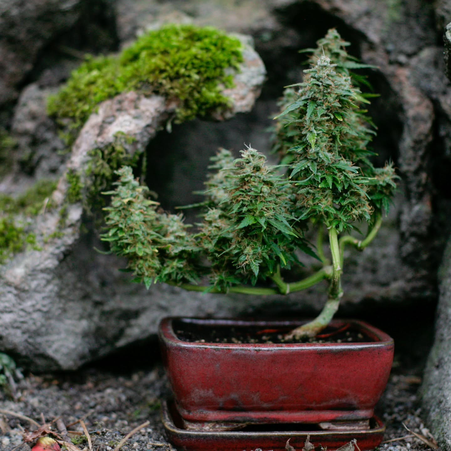 Funny how one tiny plant can change the entire direction of your life. This was the first one, the little spark that pulled me into a world of patience, curiosity, and creativity.
I didn’t know a thing about bonsai philosophy back then, or how cannabis could become such a powerful teacher. But looking back, that first grow carried all the lessons I would eventually come to love: pay attention, stay humble, let the plant guide you, and don’t rush the process.
It wasn’t perfect, but it was honest, and it opened the door to everything that followed. Grateful for where it started, and even more grateful for where it’s going.