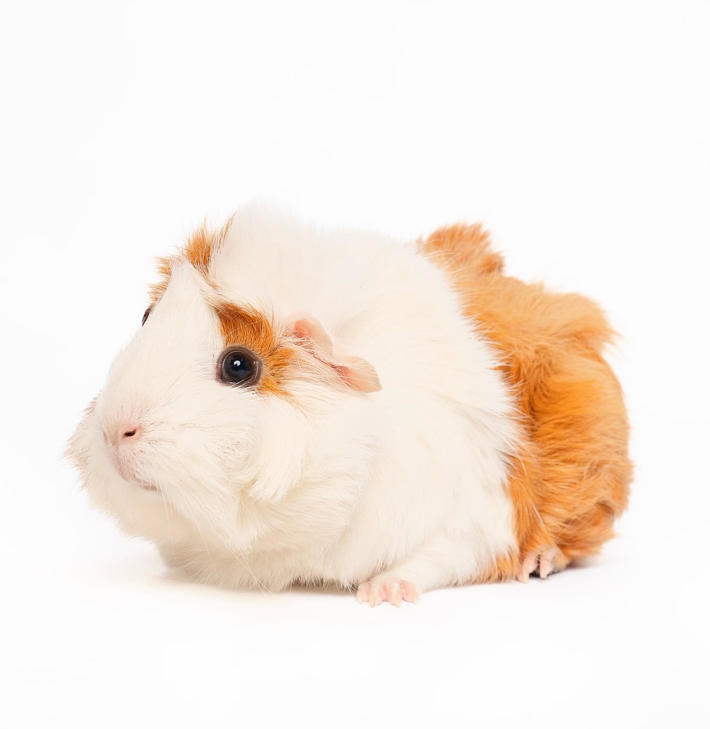 🐾 Special guests are coming to PetSmart Montgomery Plaza!
Tomorrow from 10 AM – 3 PM, we’ll have adoptable pets looking for their forever homes! 💛
Come meet them, fall in love, and maybe leave with your new best friend.
📍 @petsmart Montgomery Plaza
🕙 10 AM – 3 PM
Let’s get these little ones adopted!
#HSNT #AdoptDontShop #FortWorthPets #PetSmartAdoptions #RescueLove