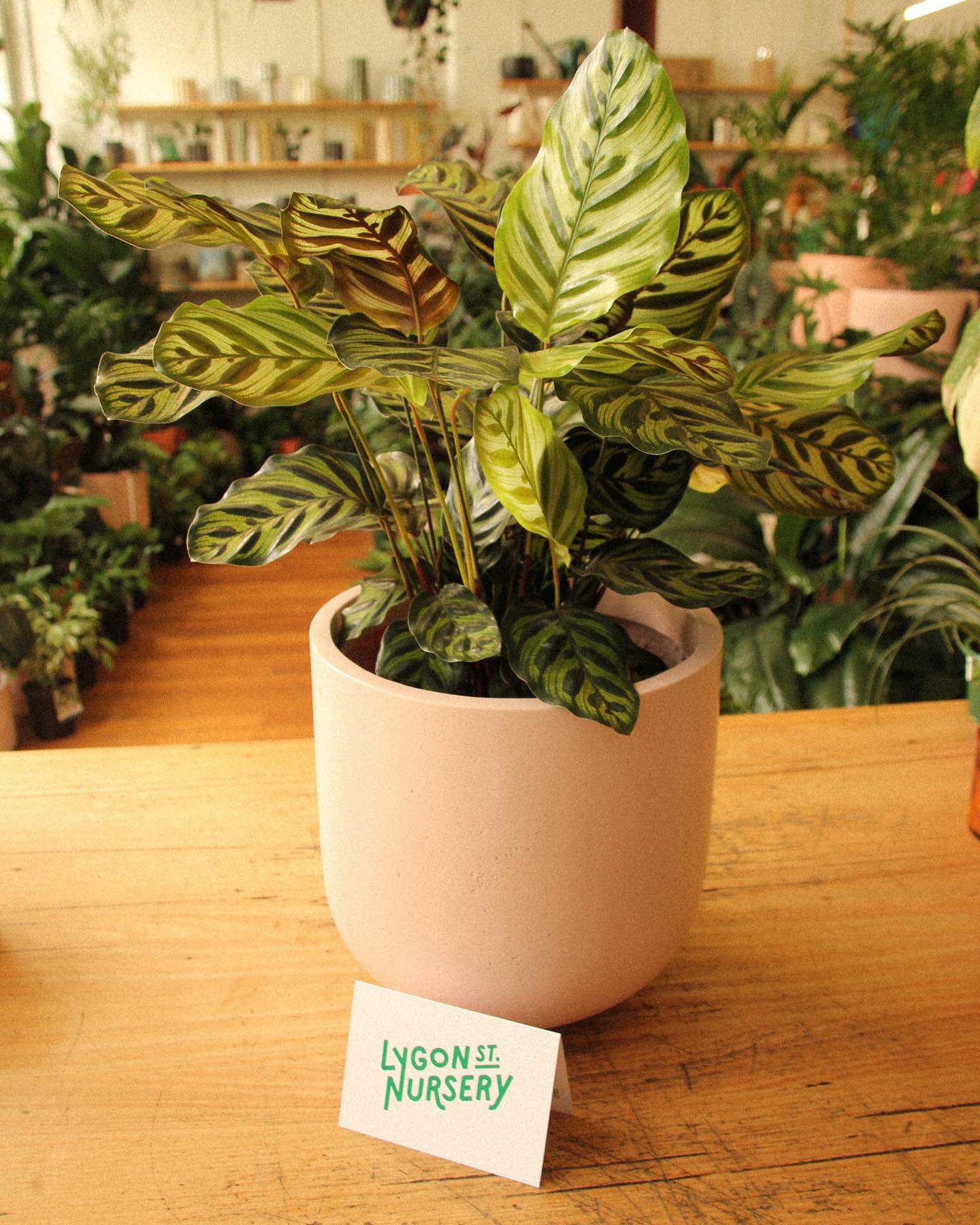 Checking your list twice and and still have no idea what to get them? Give yourself an easy win with a gift voucher and they can choose whatever their heart desires from Lygon St. Nursery. Available in store and online 🙃