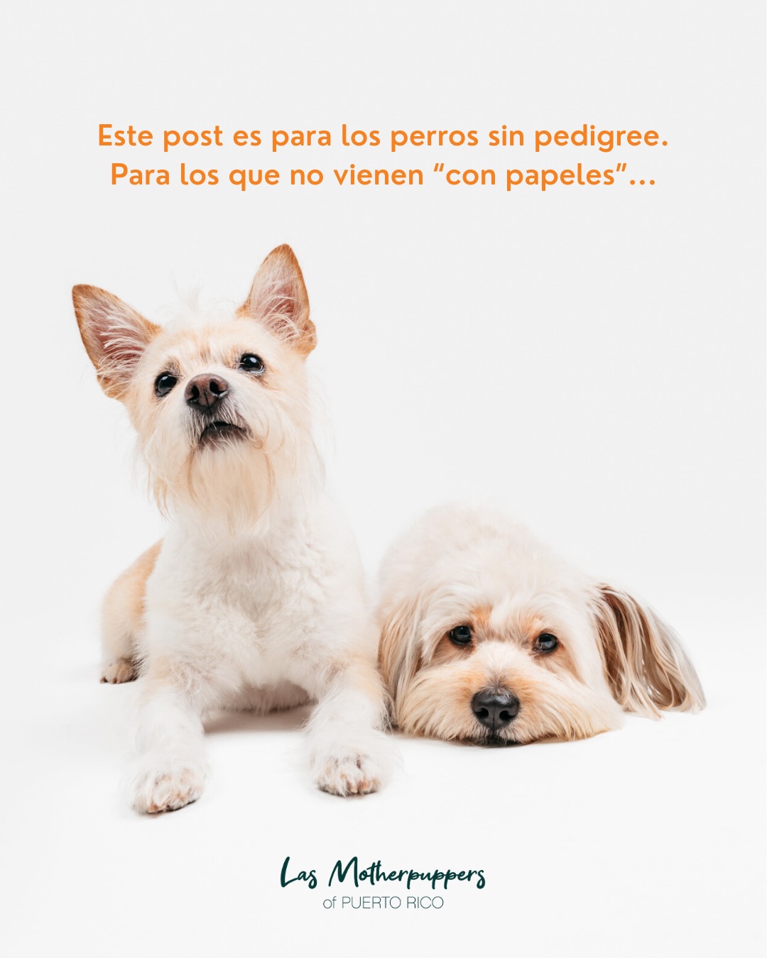 Hoy celebramos a los perros que no necesitan pedigree para ser especiales. A los satos que no encajan en una sola categoría, que vienen con mezcla sorpresa, con historias escondidas, y con un amor que no cabe en ningún test de ADN.
Los únicos. Los auténticos. Los de corazón gigante. 🧡
🙏Y aprovechamos para recordarte algo importante:
“Si estás pensando en tener un pupper… considera adoptar un sato hoy. En los refugios y en las calles de Puerto Rico hay miles esperando una segunda oportunidad... listos para llenarte la vida de amor, risas y lealtad incondicional.”
Adopta, comparte, dona, apoya.
Los satos nos necesitan y nosotros a ellos. 🐾🧡
¿Tienes un sato? ¿Cómo se llama?
#DiaDelSato #NationalMuttDay #AdoptaUnSato #SatoPride #LasMotherpuppers #dogmomsofpr #puertorico #adoptdontshop #mixedbreed