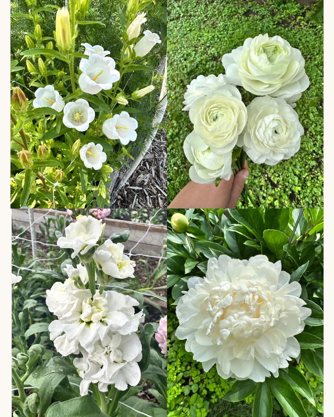 The Pantone Color of the Year for 2026 is ‘Cloud Dancer’ — a soft, airy white that feels like a breath of calm and a fresh start.
I love color (always will!), but there’s just something so beautiful about white flowers — timeless and elegant in any season. Next year, you’ll see plenty of airy white in the garden:
🌼 Campanula ‘Champion II White’
🌼 Ranunculus ‘Amandine White’
🌼 Stock ‘Iron White’
🌼 White Peonies
🌼 Agrostemma ‘Ocean Pearls’
🌼 Orlaya ‘White Lace’
🌼 Scabiosa ‘Snowmaiden’
🌼 Delphinium ‘Magic Fountains Pure White’
🌼 Cosmos ‘Sonata White’
🌼 Snapdragon ‘Madame Butterfly Ivory’
🌼 Lisianthus ‘Voyage 2 White’
🌼 Ammi ‘White Dill’
#Pantone2026 #CloudDancer #PantoneColorOfTheYear #MinnesotaGrown #SeasonalFlowers #SlowFlowers #GardenInspiration #WhiteFlowers