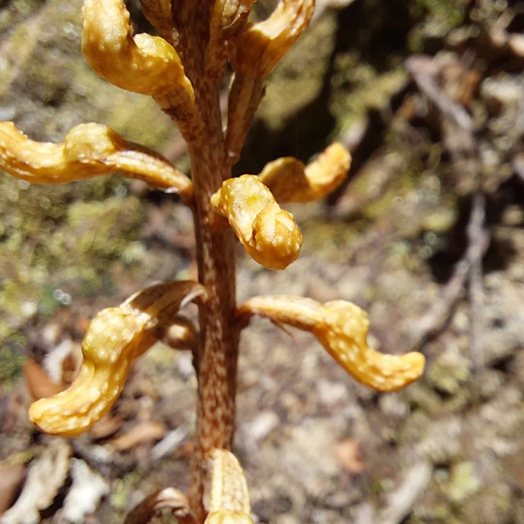 Orchid! A thrill to see one of these potatoe orchids on the track as well, although not yet open.
Gastrodia spp
#karameaorchids #gastrodia #potatoeorchid #Karamea #karameawild #newzealand #nzlife #nzwildlife #wildnz #southisland #nzsouth #southislandnz #westcoastnz #nzwestcoast #tewaipounamu #paradise #umere #arapito #littlewanganui #birdsnz #nzbirds #wildsouth #kohaihai #oparara #birdshots #birdphotos #wildlifenz #Aotearoa #nzfauna #nzflora