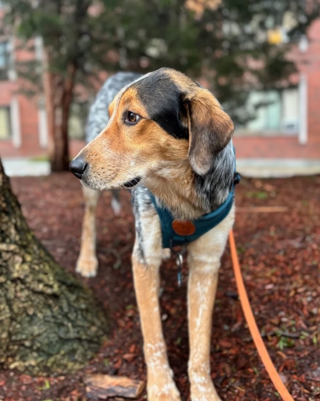 Big adventures start with small walks and curious paws. 🐾 #WagWithWilliam #FearFreeTraining #PositiveReinforcement