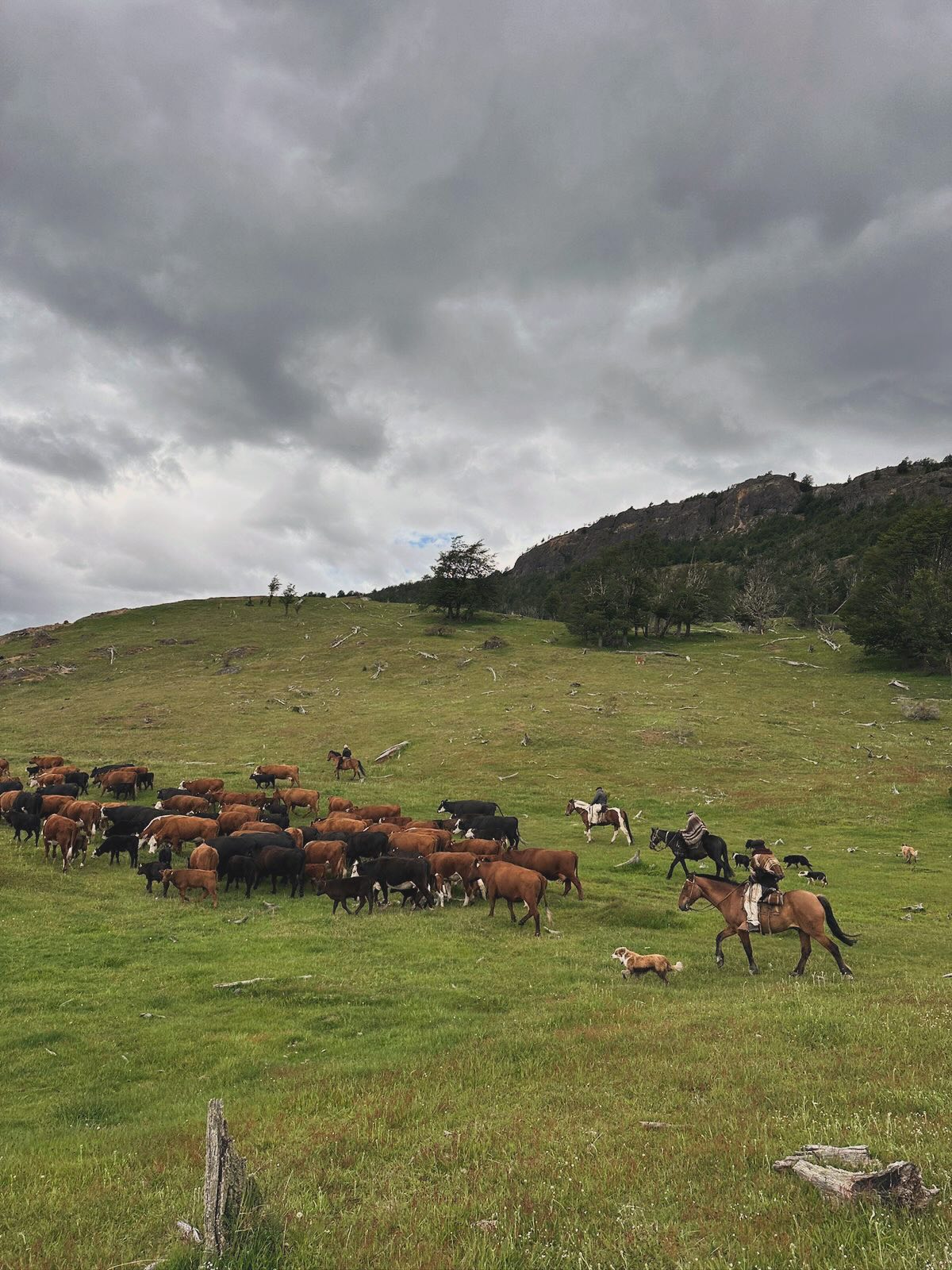 La pega en el campo no para. Después de varios días de trabajo de corrales, las vacas se fueron a las veranadas. La Montaña, Caracuces, Santa Clara y Bramador.