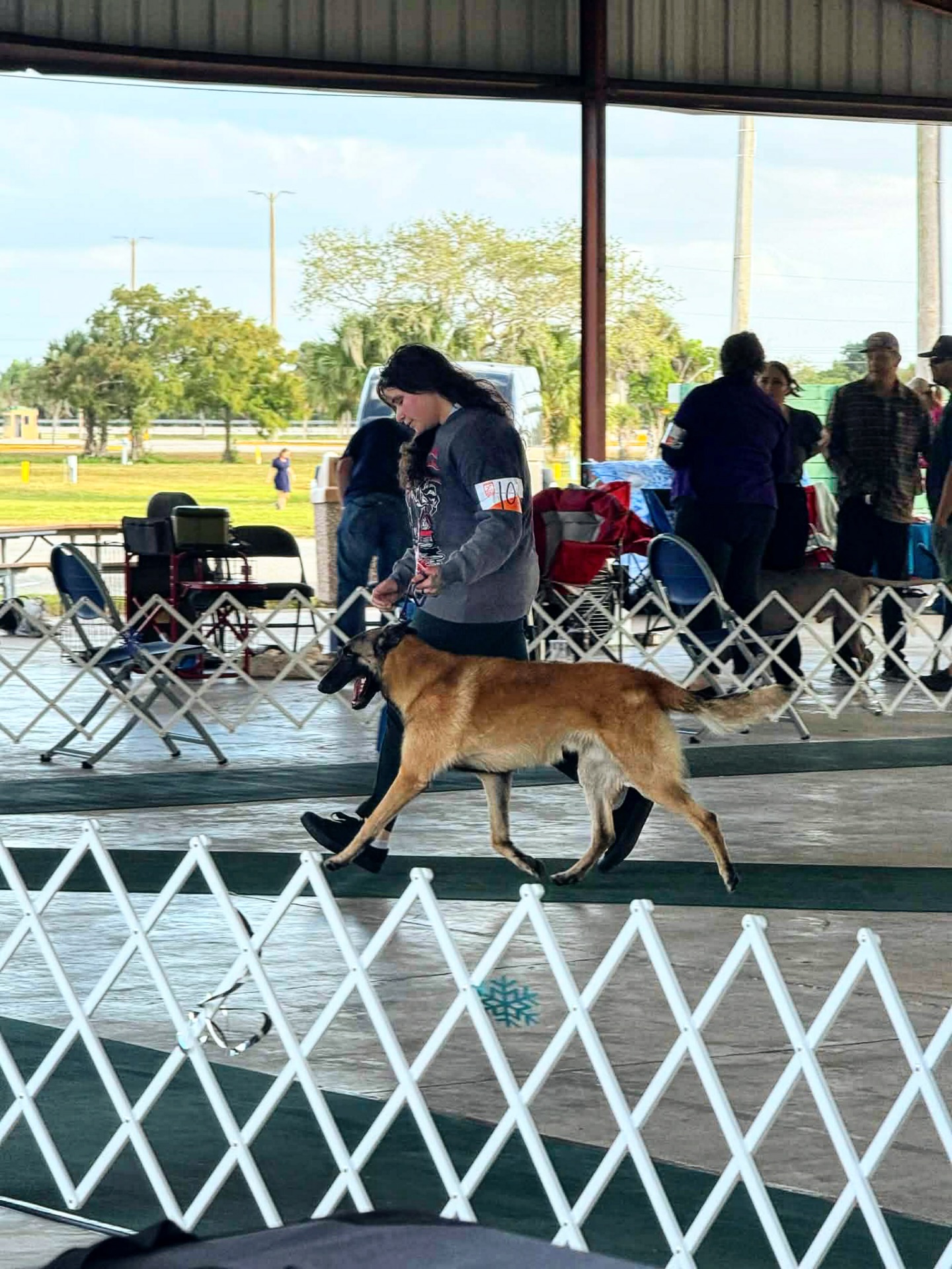 This past Thanksgiving weekend Puff was handle by a friend and they took home so UKC points towards his U-CH!
They did fantastic together and it’s always great to see my dogs being able to be handled by anyone.
Kaiju took home a couple of class reserves and one champion class win. This was Prayers 1st show (she was entered into) and even though we didn’t take home anything, she definitely had some fun.
This is our last show for the year and new year I have lots of show plans in the works.
•
•
#belgianmalinois #belgianshepherd #workingdog #sportdog #ukc #akc #showdogs #showdog #igp #psa #shutzhund #germanshepherd #gsd