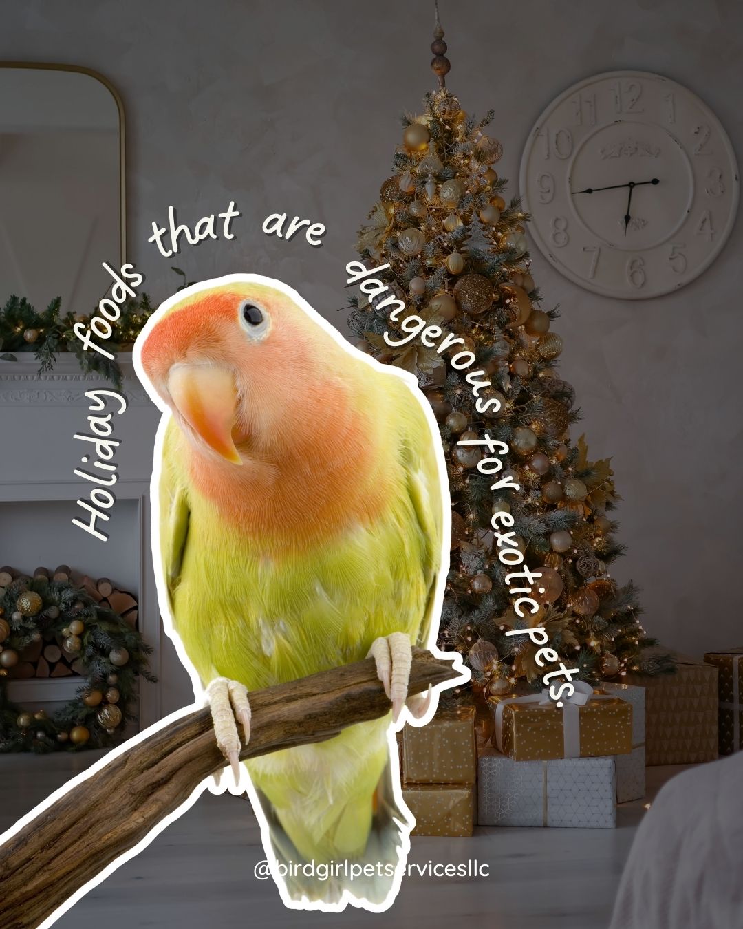Holiday treats are fun for us but risky for exotic pets. 🎄
Chocolate, caffeine, salty foods, and cookies can be harmful for birds, reptiles, and small pets. Keep plates and crumbs far from curious beaks and tiny paws.
Save this for your holiday prep checklist.