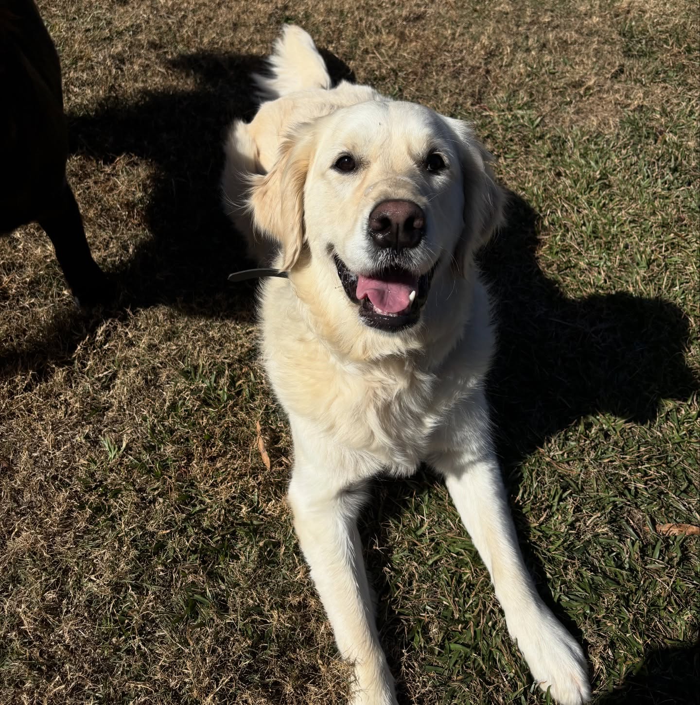 When the down stay is so solid, you can soak up the sun and forget you’re even working! 😎
We are happy to have some sun out again!
If you’re looking for focused, one-on-one attention to tackle specific behaviors or master commands like this, our private lessons are the perfect fit. We tailor every session to you and your dog’s unique needs!
#savannahgeorgia #dogsofsavannah #HappyHounds #DogTraining #GoldenRetriever #PrivateLessons #DownStay #RelaxedPup #DogLife #TrainingGoals #SunshineDog