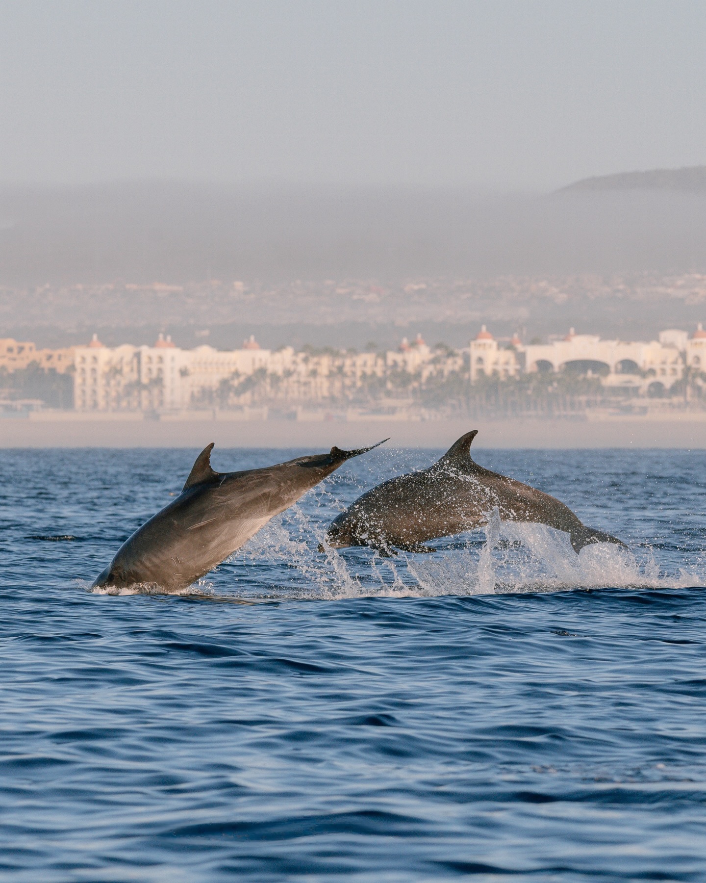 ¡La libertad es una belleza! 🐬💦
Estos animales recorren decenas de kilómetros al día, bucean, cazan, conviven en complejas familias y disfrutan la inmensidad del mar. Muchos cetáceos capturados desde los océanos jamás conocen la libertad de nuevo.
Así que cuando veas a un delfín saltando en fotos o videos, recuerda lo que significa: libertad, vida real… no una vitrina. ☝🏼
— ENG —
Freedom is beautiful! 🐬💦
These animals travel dozens of kilometers a day, dive, hunt, live in complex families, and enjoy the immensity of the sea. Many cetaceans captured from the oceans never know freedom again.
So when you see a dolphin jumping in photos or videos, remember what it means: freedom, real life... not a display case. ☝🏼
-
-
-
-
-
delfines libres, delfines salvajes, delfines en libertad, avistamiento de delfines, cetáceos, proyecto cetaceo, conservación marina, animales marinos, océanos libres, turismo responsable, fauna marina, educación marina, respeto a la vida silvestre, biodiversidad marina, libertad animal, no al cautiverio, ecoturismo, fotógrafos de naturaleza, fotografía marina