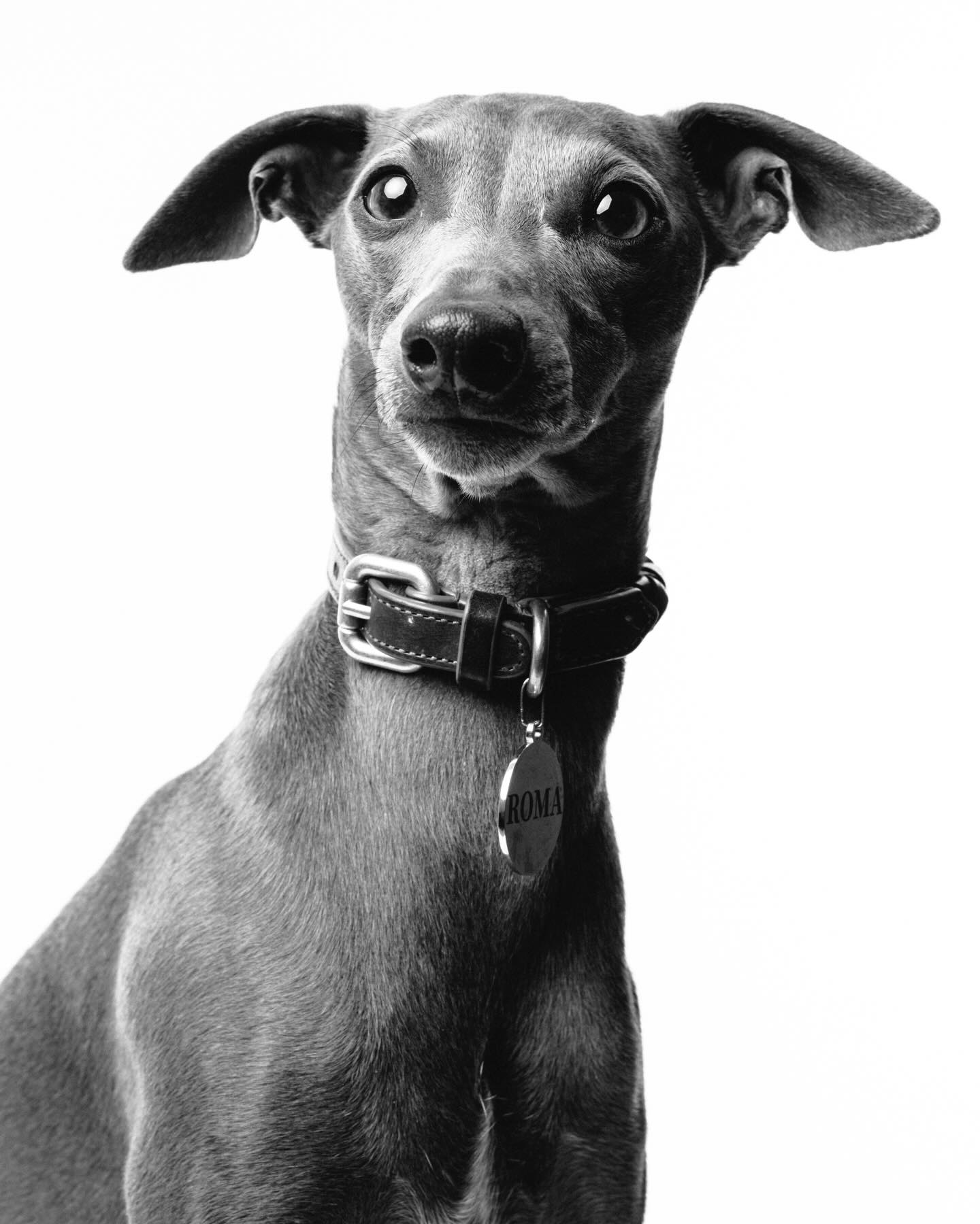 Muy fotogénica Roma! Otra sesión super linda. @polacovarrubias #retratomascota @fujifilmx_cl_oficial