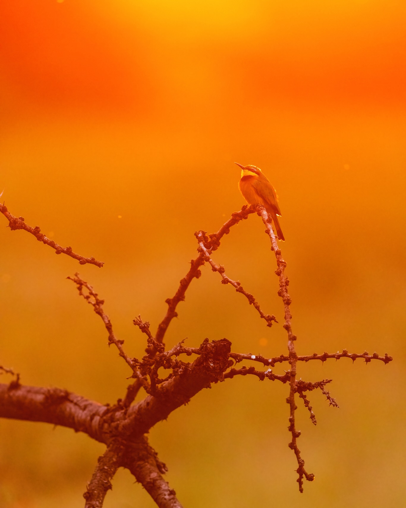 If we understand that we live in a society where egotism is rewarded, and that success is defined by one’s level of dominance over others, then it takes little imagination to wrap one’s mind around how we got here. The most tragic part of this story are the people who believe that the oppressor will save us.
☆
Little Bee-eater
☆
#kenya #birds #beeeater #littlebeeeater #travelafrica
