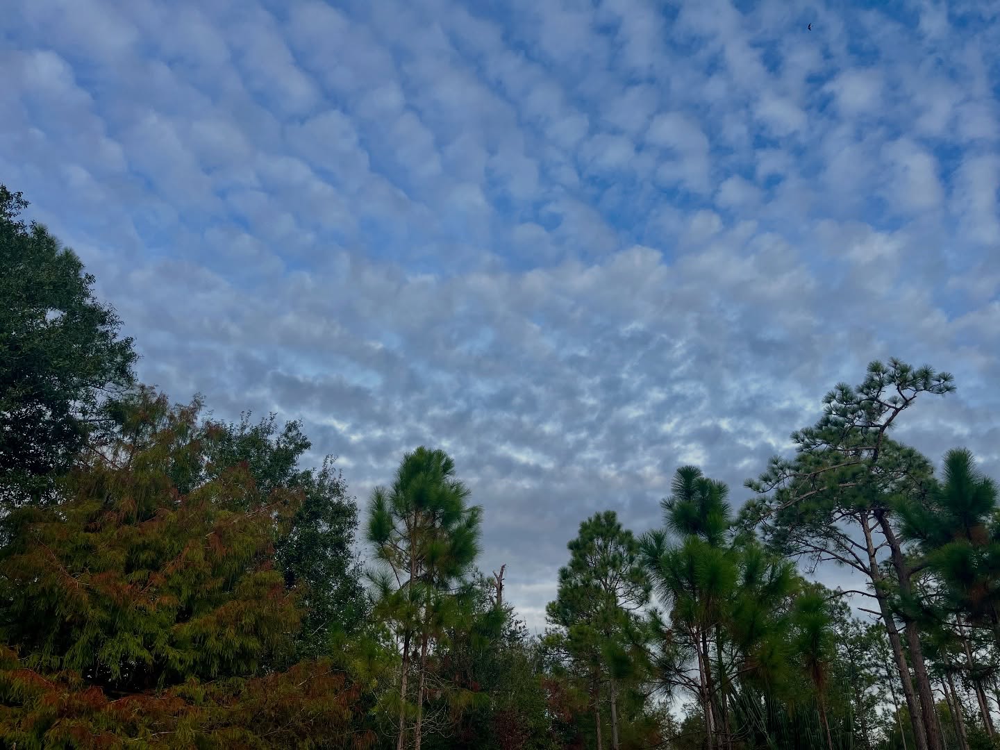 Happy Thanksgiving! Tree Swallows flew above pines, oaks, and cypress trees this morning in Florida, as they have for who knows how long. Cats, like Orange Julius (OJ), are recent arrivals like all European descendents, myself included. OJ’s ancestors arrived here on those early Spanish boats with first documentation on a shipwreck off the coast of Florida.
