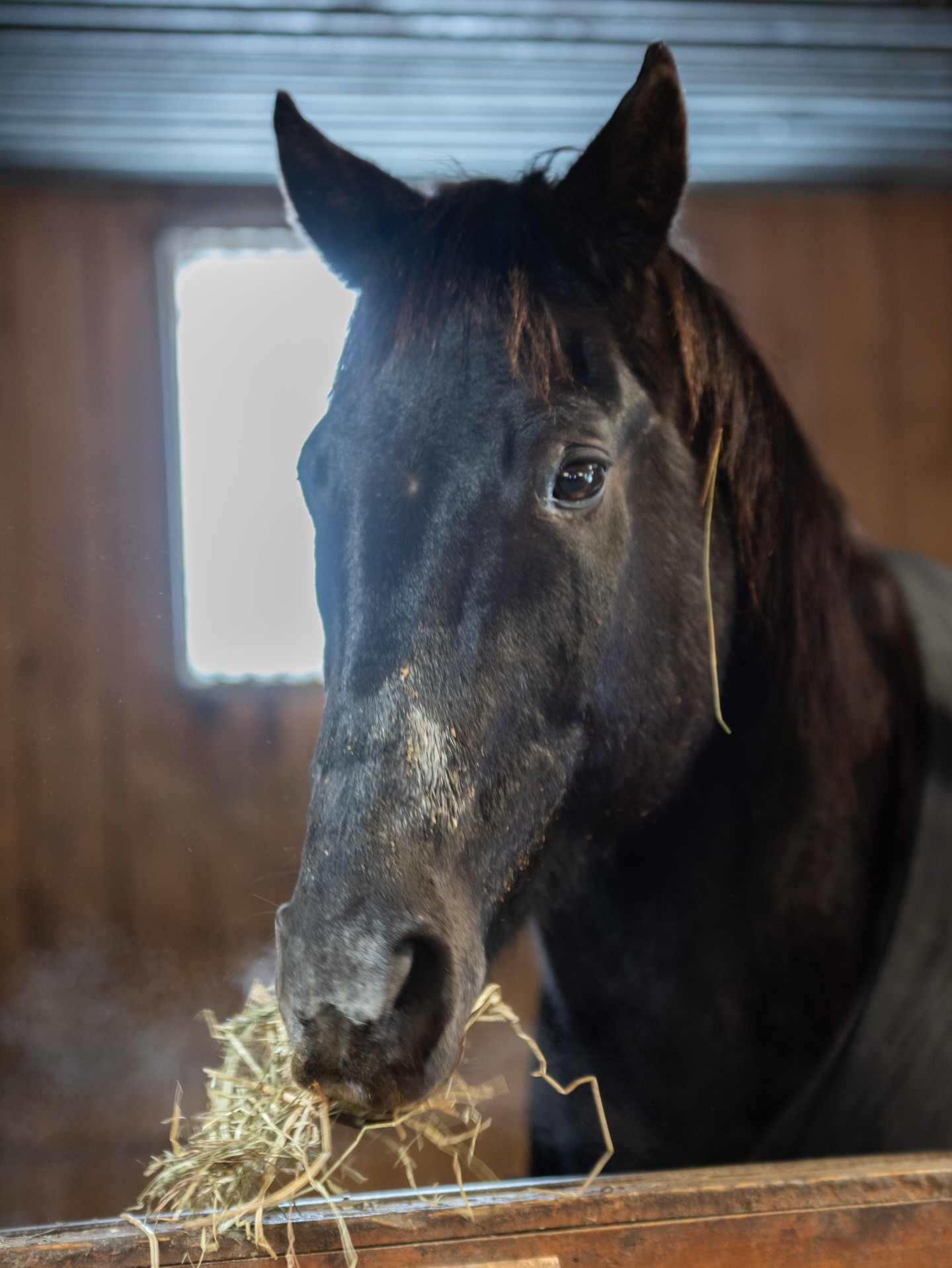 Alamo - Charlie - Teddy 💙❄️
These boys are enjoying their winter break - busy being fluffy and munching 24/7!
#tufftherapeuticridingfoundation #tuffhorses #winterbreak