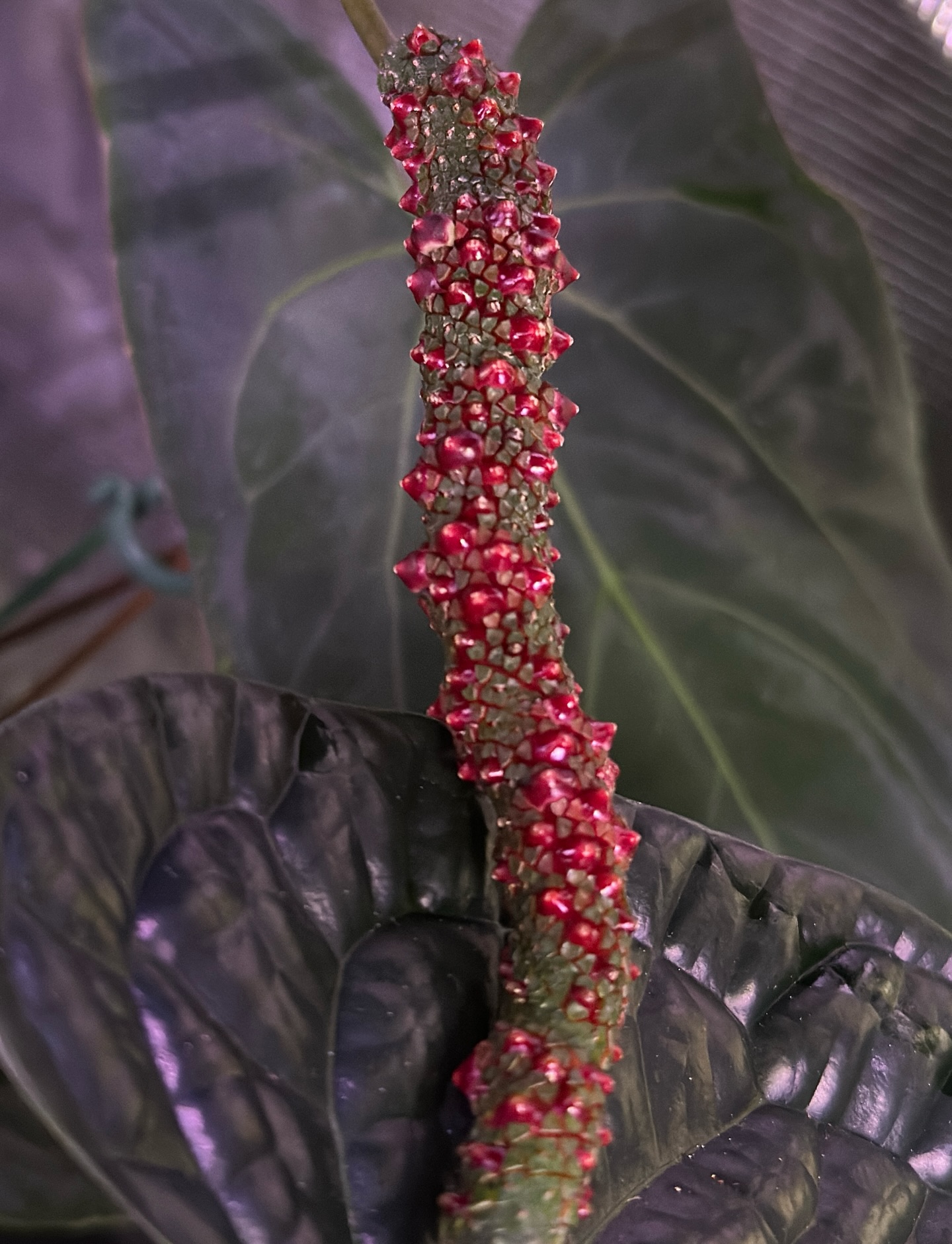 HOLIDAY GIVEAWAY!! 🎄 Comment below and guess the seed harvest amount. The person who guesses correctly wins 2 seeds!
To enter, you must be following @velvetjungleplants and @forest_frolickingjess
Parents
🍑 Scott’s Bess aff x Pap A+ (@35nthrive )
🍆 AOS f2 x RLFS (@fontanimalplanthouse )
Harvest announcement will be Christmas Day! 🎄
#holidaygiveaway #anthuriumhybrid #tropicalplants #aroid #aroidlover