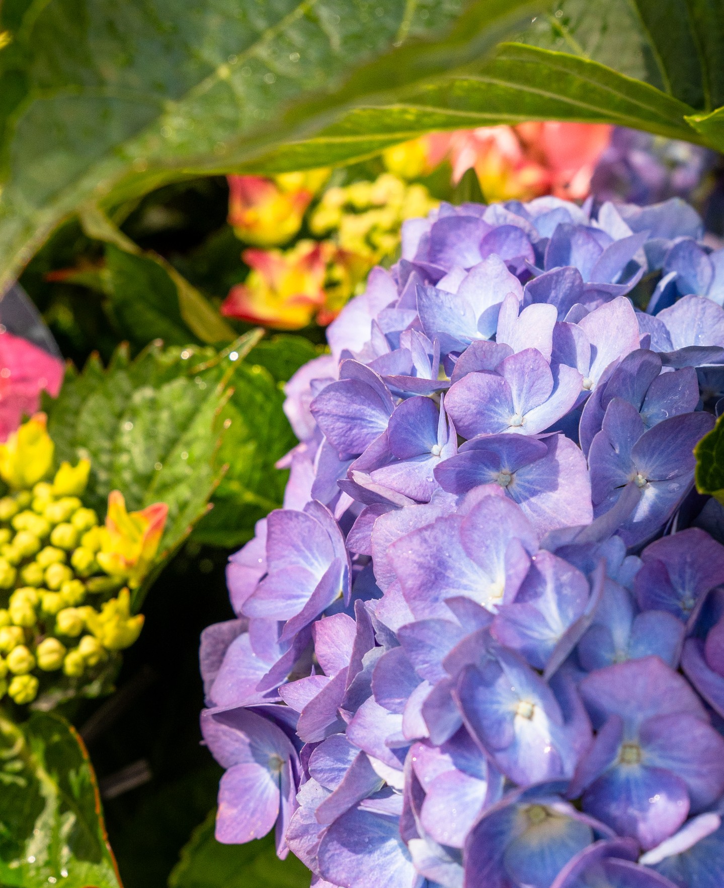 Hydrangeas are in abundance at The Nursery right now, take your pick from several different varieties and colours 🌈
Ideal for shady garden beds producing stunning cut flowers 💐
.
.
.
.
.
.
#macedonnursery #macedongardensupplies #macedon #macedonranges #mountmacedon #woodend #gisborne #melbournegardens #macedonrangesnaturallycool #visitvictoria
#gardennursery #nurserygarden #indoorplants #outdoorplants #nurserysupplies #plantingbulbs #gardencommunity #nurseryplants #macedonrangesgardens