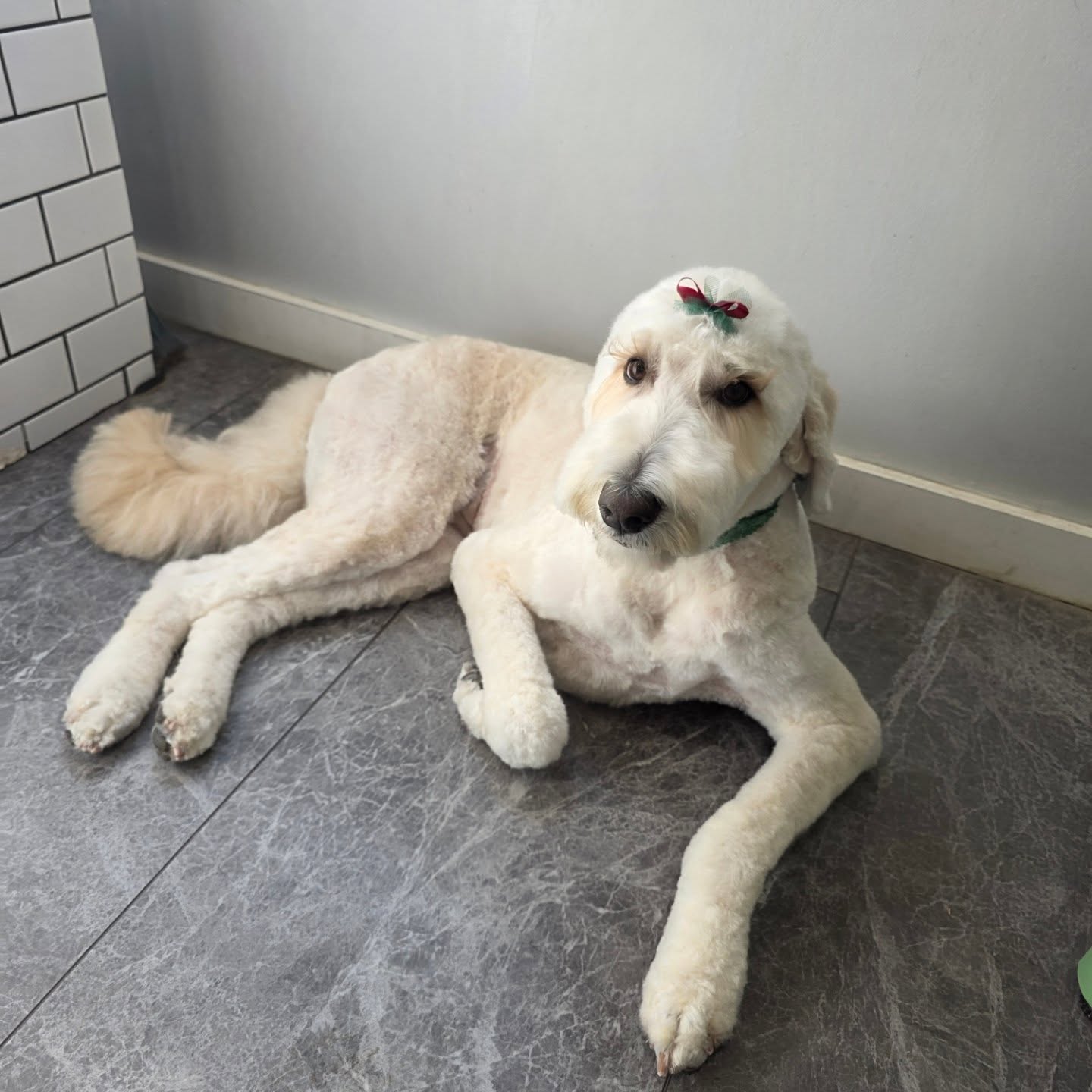 Our beautiful girl Stella đđźâïžđ€
#tobysgroomingplace #tomasthedalmatian #4esmejorque2 #doodlelove #doodleart doodlepuppy doodlesofinstagram doodlesofig doodle lakelandfl plantcityfl tampa dogstylist doggroomer supportlocal supportsmallbusiness