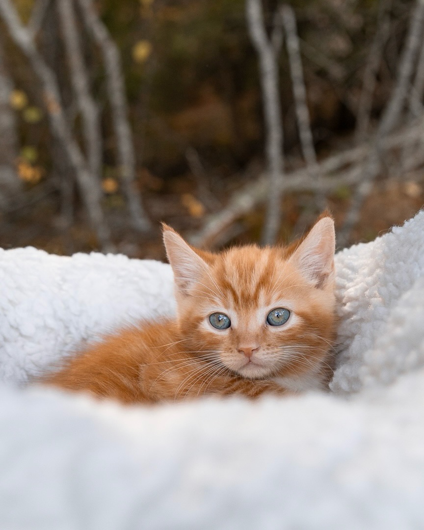 This little kitten wants you to know something important… 📢
@shaidtreeanimalshelter brand-new calendar just launched and it’s overflowing with heart-melting, can-barely-handle-it cuteness. Grab one in time for the holidays and consider yourself officially warned!
#shelter#adopt#kittens#holiday#novascotia#novascotiaphotographer#petphotography#petphotos#catportraits#calender#nsphotographer#animalshelter