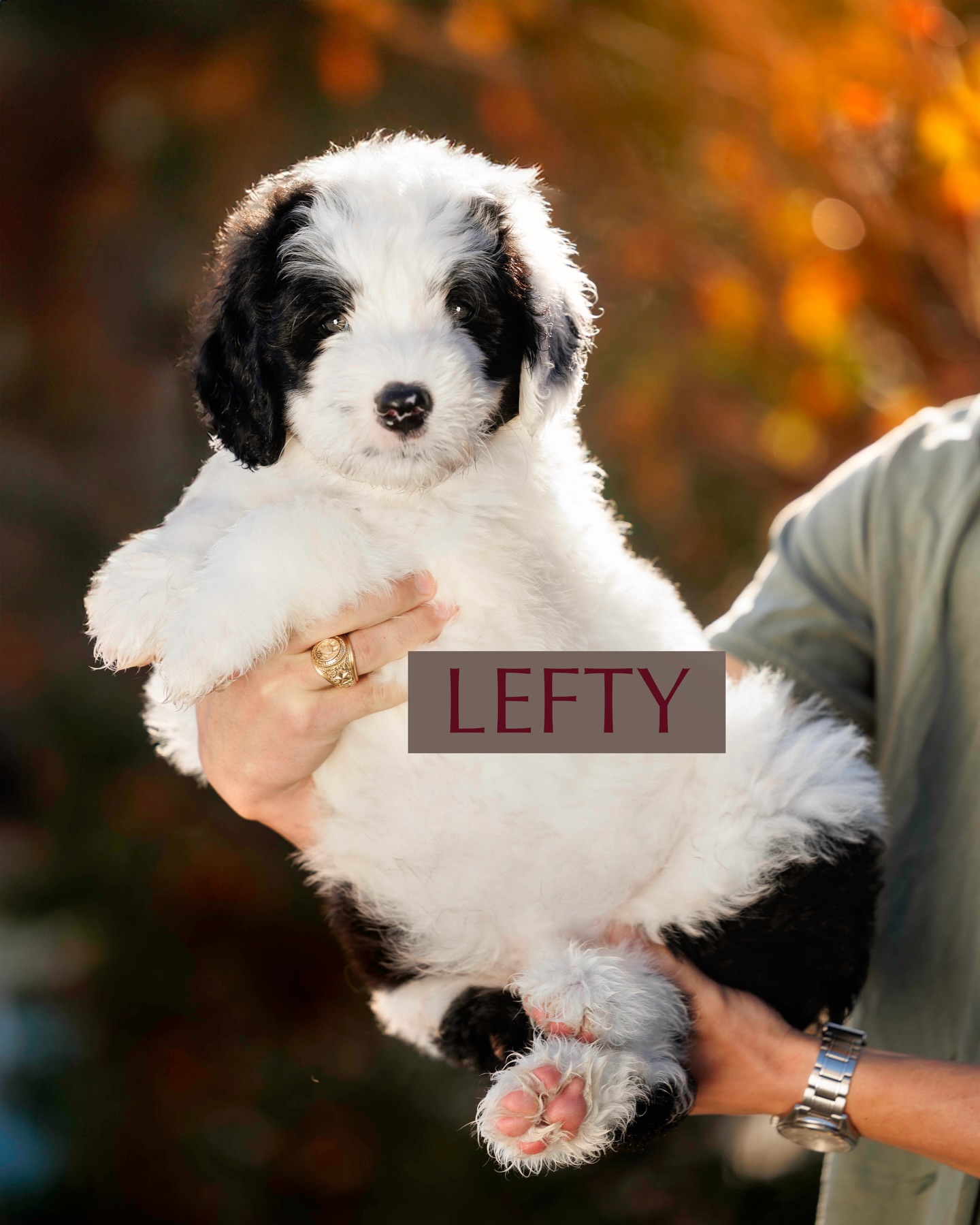 Our sweet Sheepadoodle babies are officially 7 weeks old, and we cannot believe how fast this season always flies. One more week with these fluffy little joy bombs, and then they’re off to their forever families. 🐾🤍
It’s always a bittersweet time…we adore every moment with them, but the excitement of knowing they’re about to make your homes even happier just fills our hearts! Today’s adventures included:
• 🐶 practicing crate training
• 🏡 listening to common household sounds
• ✨ and being their usual adorable, fluffy, happy selves
We seriously couldn’t love these sweet babies any more. Their little personalities are blooming, their tails don’t stop wagging, and they are SO ready to bring joy where they’re going. We cannot wait to see our families’ faces light up when you finally hold your puppy in your arms. 🥹💛
Here’s to one last week of puppy snuggles, training, and soaking up every moment with our Texas Howdy Doodles babies. 🤠🐾✨