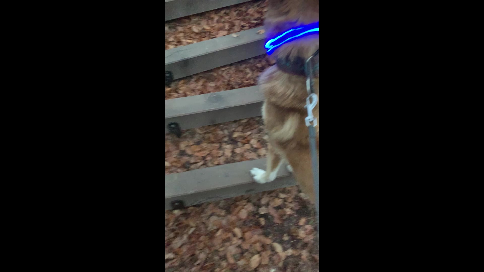 Und weil es so toll war, haben wir eine Woche später den oberen "Balance-Weg" genommen und ich wollte wirklich nichts von meinem Hund, sondern bin einfach über die ersten 2 Stangen balanciert, als mein Hund mitgemacht hat, wie wenn es das Normalste auf der Welt sei.. Deshalb schnell Handy rausgeholt und gefilmt. Am Ende waren die Stangen etwas weiter auseinander, deshalb ist er wahrscheinlich runtergehüpft. Und ja, er hatte da eine Flexileine drauf und hätte nicht mitkommen müssen oder hätte einfach weitergehen können.
Ohne gross etwas zu tun, war dies für ihn einfach normal. Hätte ich dies mit ihm geübt und noch Leckerlis dazu genommen, wäre es um Welten schlechter gelaufen, weil er sich gar nicht mehr auf die Stangen hätte konzentrieren können.
Darum verstehe ich alle, die so ein Nervenbündel haben und ich lege euch wirklich ans Herz: versucht leiser zu sein, langsamer zu sein, verstehen zu lernen, zu beobachten. Alle Hunde werden es euch danken und diese Hunde ganz speziell.
Und für alle, die sich fragen, ob mein Hund jetzt immer so ruhig bleiben kann?
Jein. Mit mir alleine ist seine Energie meistens ziemlich tief. Sobald aber etwas anders ist, fährt er hoch. Eine weitere Person dabei, Situationen, die er nicht oft erlebt, zusammen auf dem Spaziergang mit seiner Lieblingskollegin, da wird’s innerlich etwas stressig für ihn.. Auch hier wird es besser. Aber keine Ahnung, ob wir irgendwann auch in diesen Situationen die gleiche Ruhe be- und erhalten können.
#care4animals #ajhundetraining #hundetraining #hundetrainingmitherz