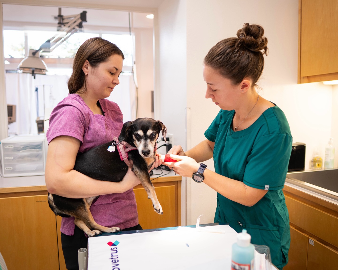 Senior biology major Annika Poet spent her fall semester turning her passion into purpose at Creswell Veterinary Hospital. 🐾
From assisting in exams and surgeries to learning from expert mentors, Annika gained hands-on experience caring for a wide range of patients, including opportunities to pursue her passion for working with rabbits.
The outside the classroom skills she developed, along with meaningful moments seeing the impact of her work on both animals and clients, reinforced her desire to pursue advanced studies in veterinary medicine and a future career in the field.
Annika encourages students that are preparing for their internships to take full advantage of the opportunities and to actively invest in the experience. “The value of an internship is honestly what you put into it,” she said. “There are a lot of opportunities presented to students, but it’s so personalized. You need to put value in it; otherwise, you’re not going to get out what you think you will.”
Great work, Annika! 👏
Watch the full Q&A in our YouTube!
Read the full article on our website!