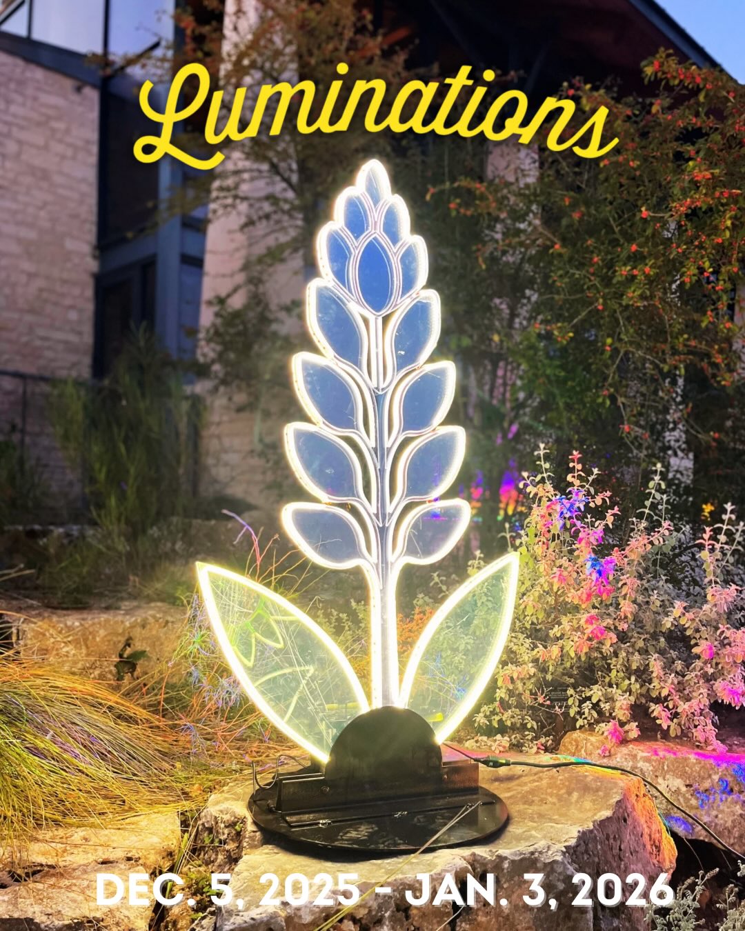 The Bloominations, custom-designed and built for this year’s Luminations show, are now glowing at the @wildflowercenter, created to complement their beautiful winter experience. On view all month long!