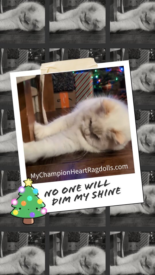 Cream Bicolor ragdoll. Enjoy playing with my apron strings. He goes crazy for strings...favorite thing to play with.
Follow for a chance to witness a cream ragdoll develop into a fully mature body structure and color transformation. As a kitten, he mainly looks white. He will be a beautiful California sunrise red...the soft rays of sun beams peaking its cozy warm touch over the horizon. Almost poetic, in short he is the color "cream" which is a diluted red.
Stay tuned for more videos.
For kitten inquiries, please visit my website, explore with due diligence and email with any unanswered questions your inner curious cat has.
Website:
MyChampionHeartRagdolls.com
Email:
MyChampionHeartRagdolls@Gmail.com
#mychampionheartragdolls #creamragdolls #redragdolls #creambicolorragdoll #ragdollcatvideos