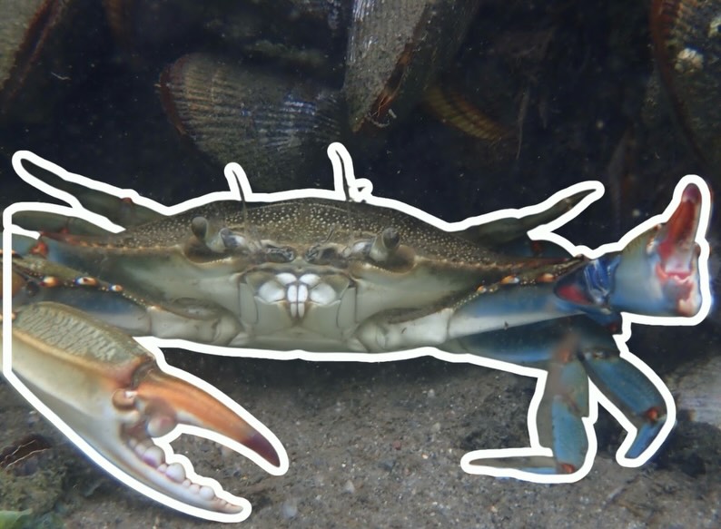 🦀🥰Looks friendly -> 🦀☠️Acts feral
Blue crabs are a Mid-Atlantic icon with zero chill.
Adult blue crabs may be all claws now, but early on they grow up in calmer places. Submerged aquatic vegetation creates quiet, structured habitat along the bottom where young crabs can hide, feed, and stay protected- creating underwater “nurseries”.
Those SAV beds help raise and shelter these benthic predators until they’re big enough to take on the world.
Healthy SAV helps support stronger blue crab populations in our coastal waters.
Blue crab fun facts:
- newly hatched “baby” crabs are called Zoea- and they look nothing like a crab!
- they have special modified back pair of legs that helps them swim. Their scientific name actually translates to “beautiful, savory swimmer”
- they molt their hard shell to grow and adults can reach up to 9 inches.
#BlueCrab #SubmergedAquaticVegetation #SAV #CoastalEcology #MarineLife #ChesapeakeBay #MidAtlanticWaters #BenthicPredators #UnderwaterHabitats