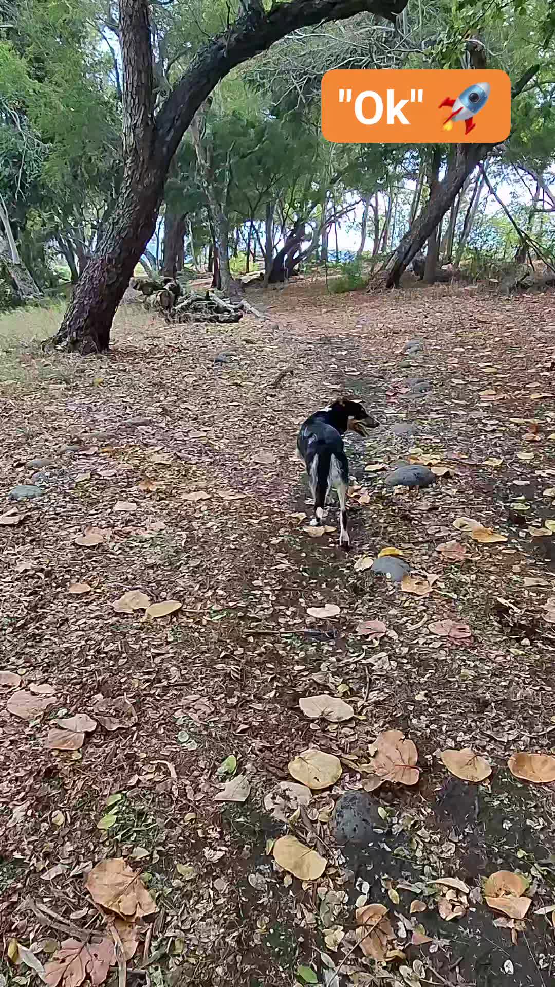 L'ordre libératoire, c'est quoi ? 🧐
C'est un petit mot qui a vraiment son importance en éducation canine. Il est souvent sous-estimé et pourtant, c’est un outil précieux!
Beaucoup de chiens savent déjà s’asseoir, se coucher ou attendre.
Mais savent-ils quand il peuvent arrêter?
L'ordre libératoire c'est un mot court (ex : “"OK", , ""C'est fini" ,"Go" , "Allons") qui indique à votre chien qu'il peut arrêter l'exercice, se lever, bouger ou simplement reprendre sa liberté.
Qu'est ce que ça apporte?
▶️ de la clarté pour le chien qui comprend exactement quand l'exercice commence ET quand il finit.
▶️ Votre chien reste attentif plus longtemps jusqu'à la libération , il gagne en stabilité
▶️ Cela évite les mauvaises habitudes : se relever tout seul, anticiper, partir sans autorisation, etc
▶️ Une meilleure progression dans les apprentissages, un chien qui comprend mieux apprend mieux.
✨️ C’est cette cohérence qui crée une vraie relation de confiance entre vous et votre chien!
Contexte de la vidéo : ma chienne Onze adore se baigner. Elle sait qu'il y a l'étang devant elle alors je lui demande de m'attendre avant de lui donner l'ordre de libération pour aller se jeter dans l'eau. 😆