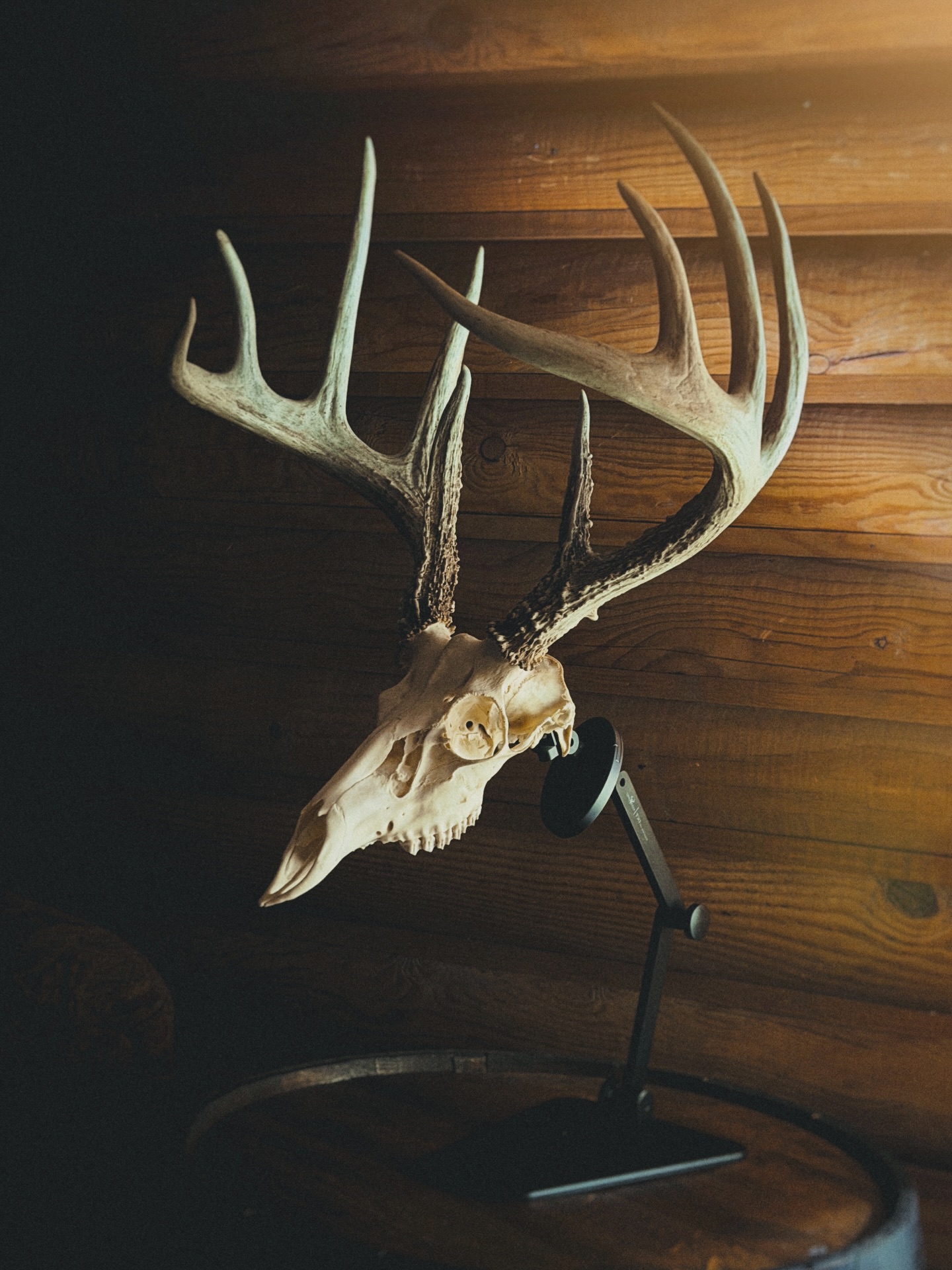 Gotta love the TX1 Tabeltop! @bloodlinesarchery sent us his finished euro on his TX1. We love it brother!👊👍👍 You guys and gals can grab one yourself by clicking the link in our Bio.
.
.
.
#uroadx #euromount #whitetails