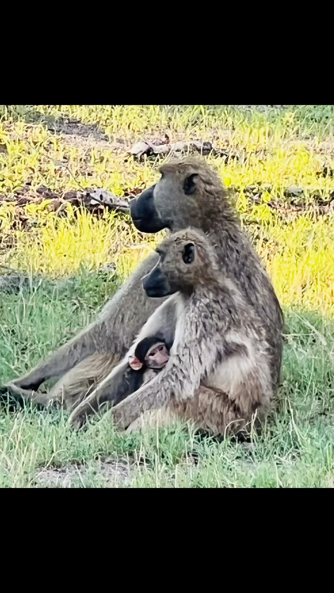 Celebrated every year on November 25th, World Safari Day was created by safari operators to honor the incredible connection between wildlife, local communities, and responsible travel.
This day is all about recognizing why safaris matter. Not just for the adventure of a lifetime, but for the vital role they play in protecting wildlife and supporting conservation for future generations.
Here’s to celebrating the wild, the people who protect it, and the travelers who make it all possible.