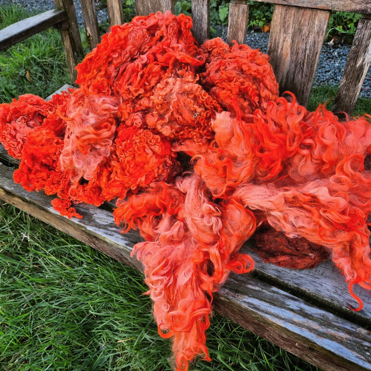 For the past months, I've been gradually dyeing fleece with ground madder root in readiness for my red Irish mantle.
The finished colour of madder is affected by the acidity of the water used, and the alum and calcium added to the dyepot. In this case, the colour has come out a vibrant orange, which looks amazing.
I'm going for a very strong shade, as it will need to hold well without fading for several years on tour for the #varafeldurexhibition.
It's been a slow process, as each small batch of skeins needs to be warmed in saucepans on the stove and re-dyed at least three times to get the strength of colour required.
#weaver #weaving #weaversofinstagram #fibreart #fibreartist #slowcraft #traditionalcraft #scottishwool #sustainablecraft #recycledwool #vikingcloak #vikingcraft #vikingweaving #varafeldur #vikingreenactment #irishmantle #ancientireland #handdyed #naturaldye