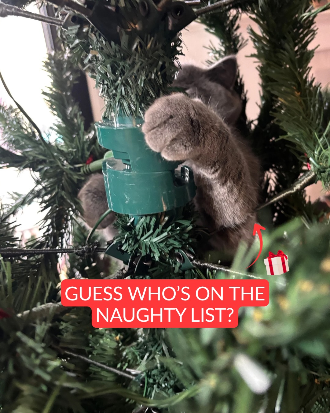 Say hello to the newest addition to our KK fam & our official mascot - miss kitty girl!
Yesโฆ sheโs on the naughty list ๐๐ธ๐
#catsofinstagram #kittokattoskincare #denvermedspa #denveresthetician