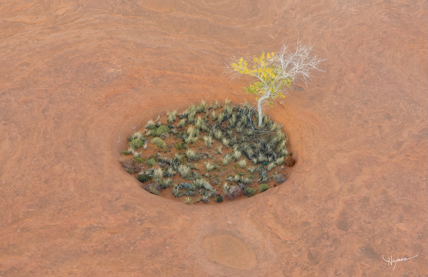 Large potholes surrounded in sandstone, seem to trap just the right amount of nutrients for these lone Cottonwood trees to survive in this micro-ecosystem.