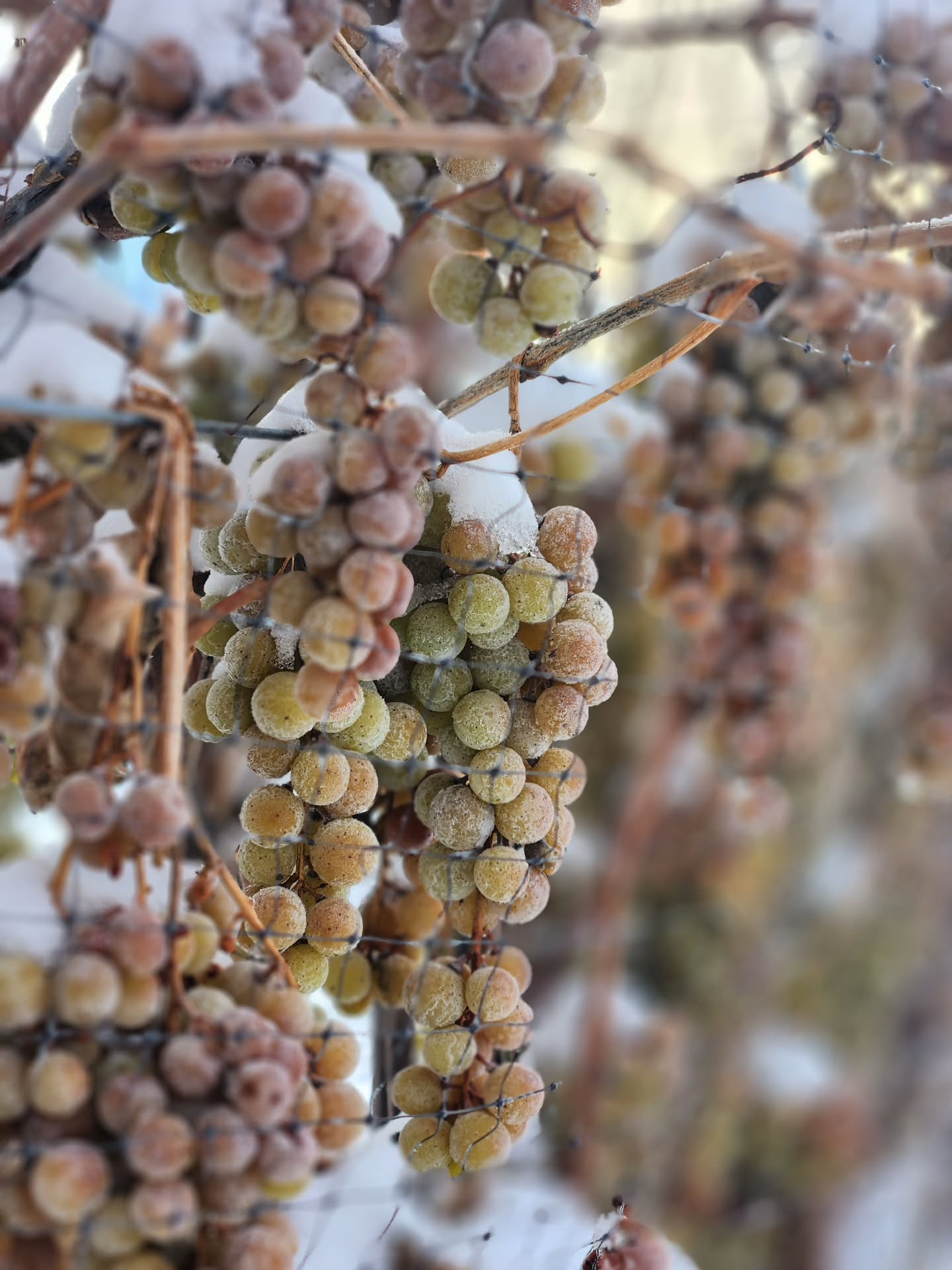 Frosty morning in the vineyard.