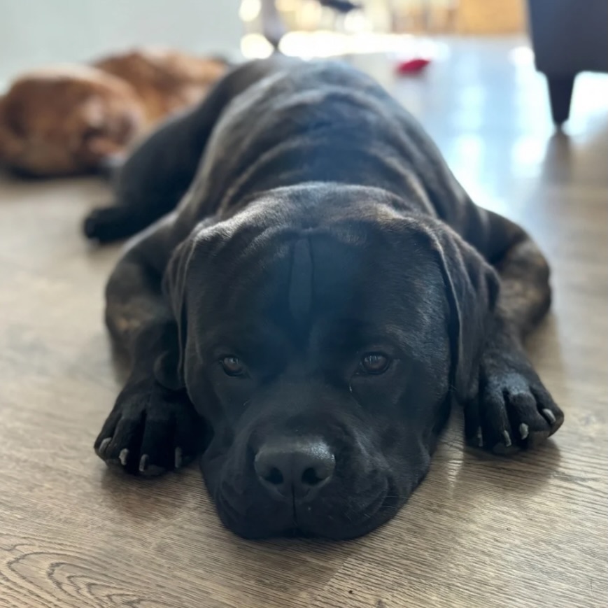 Peace at home is part of the training. 🐶#WagWithWilliam #FearFreeTraining #PositiveReinforcement