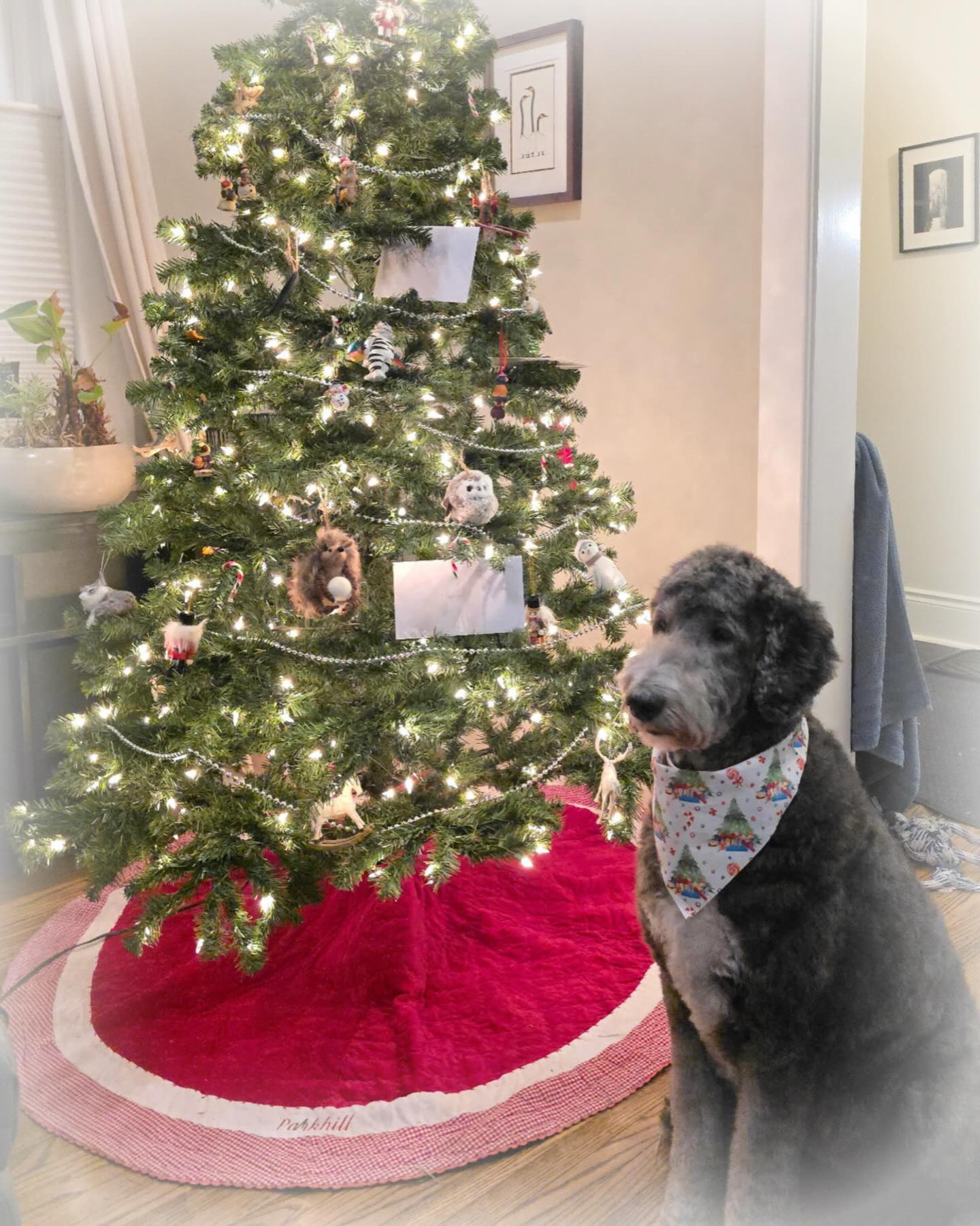 Ray, a little camera shy, but still gorgeous in front of the Christmas tree after her groom 🎄
We still have availability for the holidays—text or call us to book now: (519) 241-1552
#bythepondpetspa #doggroomers #doggroomerlife #doggroomersofig #smallbusinessowners #supportsmallbusiness #dogsofinstagram #northdumfriesontario #parisontario #womeninbusiness #dogsofinstagram #aplacetolovedogs #fortheloveofdogs #doggroomingofinstagram #paw #doggo #dogsofinstagramworld