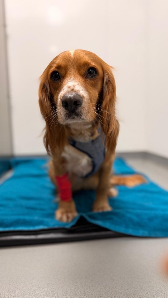 Follow us through a typical day at The Woodbridge Vets - full of wagging tails, brave patients, dedicated professionals, and a team who treats every pet like family 🤎 🐾
#veterinarycare #veterinarypractice #suffolkvet #veterinaryteam #independentvet