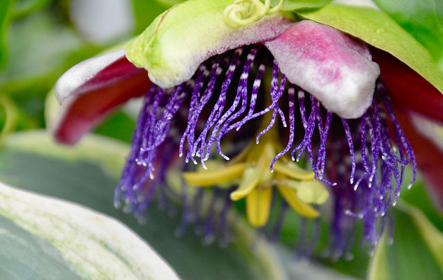 Rare, unusual, and a bit addictive…
Grown here in Suffolk and backed by our 30-day guarantee, it’s one of over 1000 species you can find at Botanico.
Which would you add to your collection next?
#botanico #rareplants #unusualplants #plantcollector #ukgardens #plantsmakepeoplehappy #plantsofinstagram #exoticplants #gardeninguk