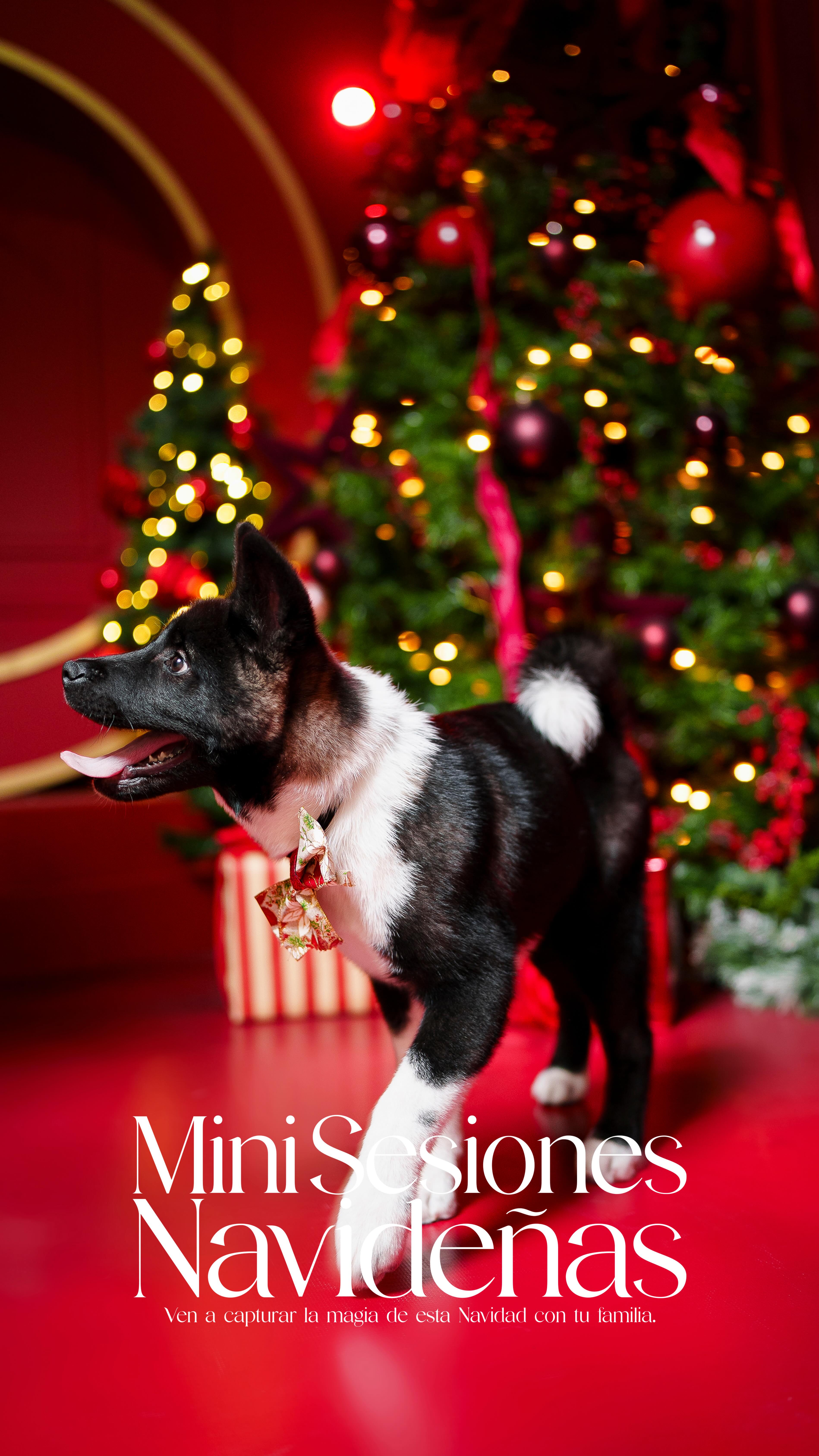 No recibo aguinaldo, pero puedo chambear en huarache… beneficios exclusivos del paquete premium de ser emprendedor y fotógrafo.”
Y bueno… ya que andamos por aquí, mis sesiones navideñas siguen abiertas (poquitos lugares). Si quieres fotos con uno de los escenarios más bonitos de Querétaro, mándame mensajito. 📸✨
#FotógrafoDeQuerétaro #EmprendedorMexicano #FotosNavideñasEnQuerétaro #SesionesNavideñas #FotografíaCreativa #FotógrafosEnQuerétaro #EmprenderEnMéxico #NavidadQuerétaro #ContenidoQueInspira #HuarachePower