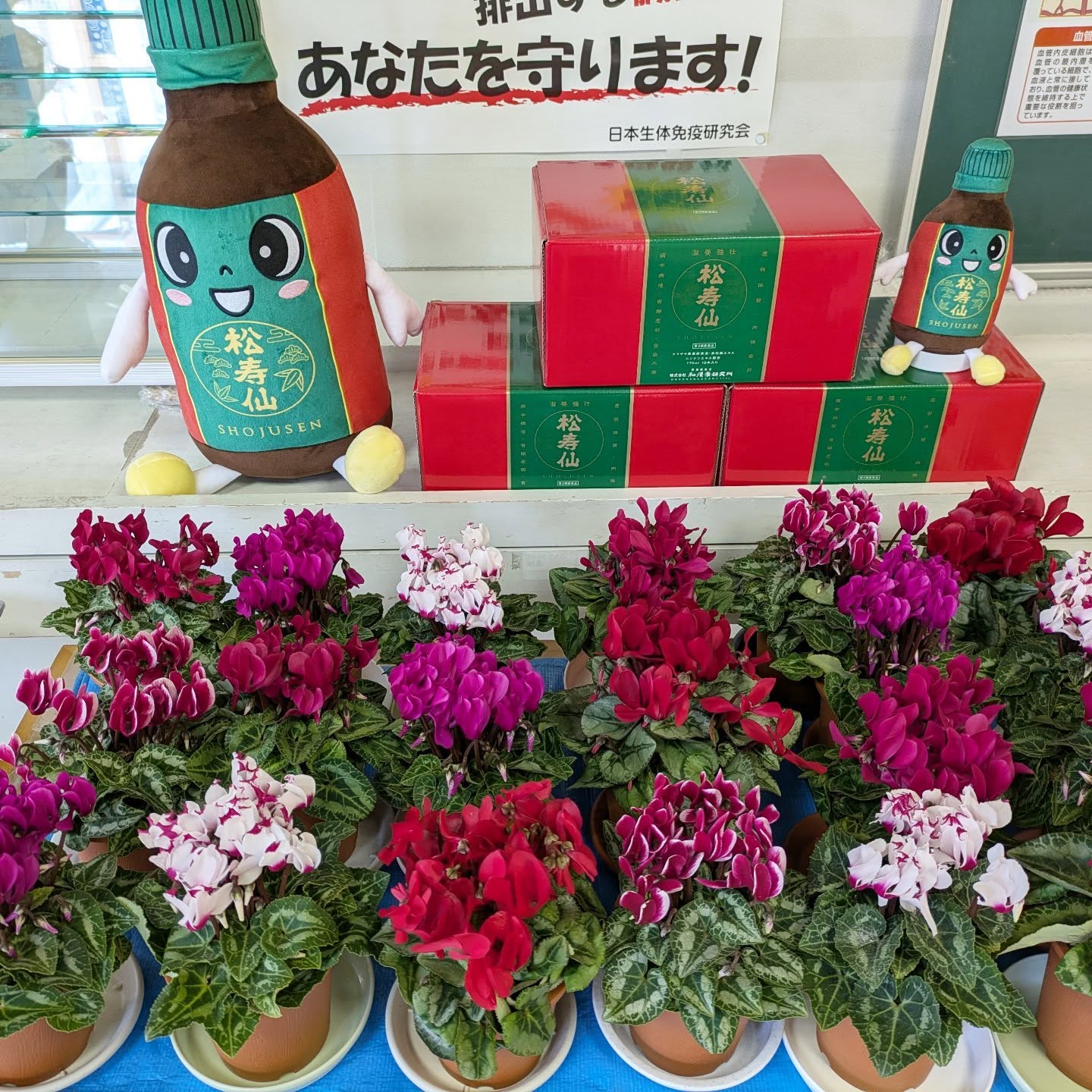 しょーちゃんとシクラメン🤗