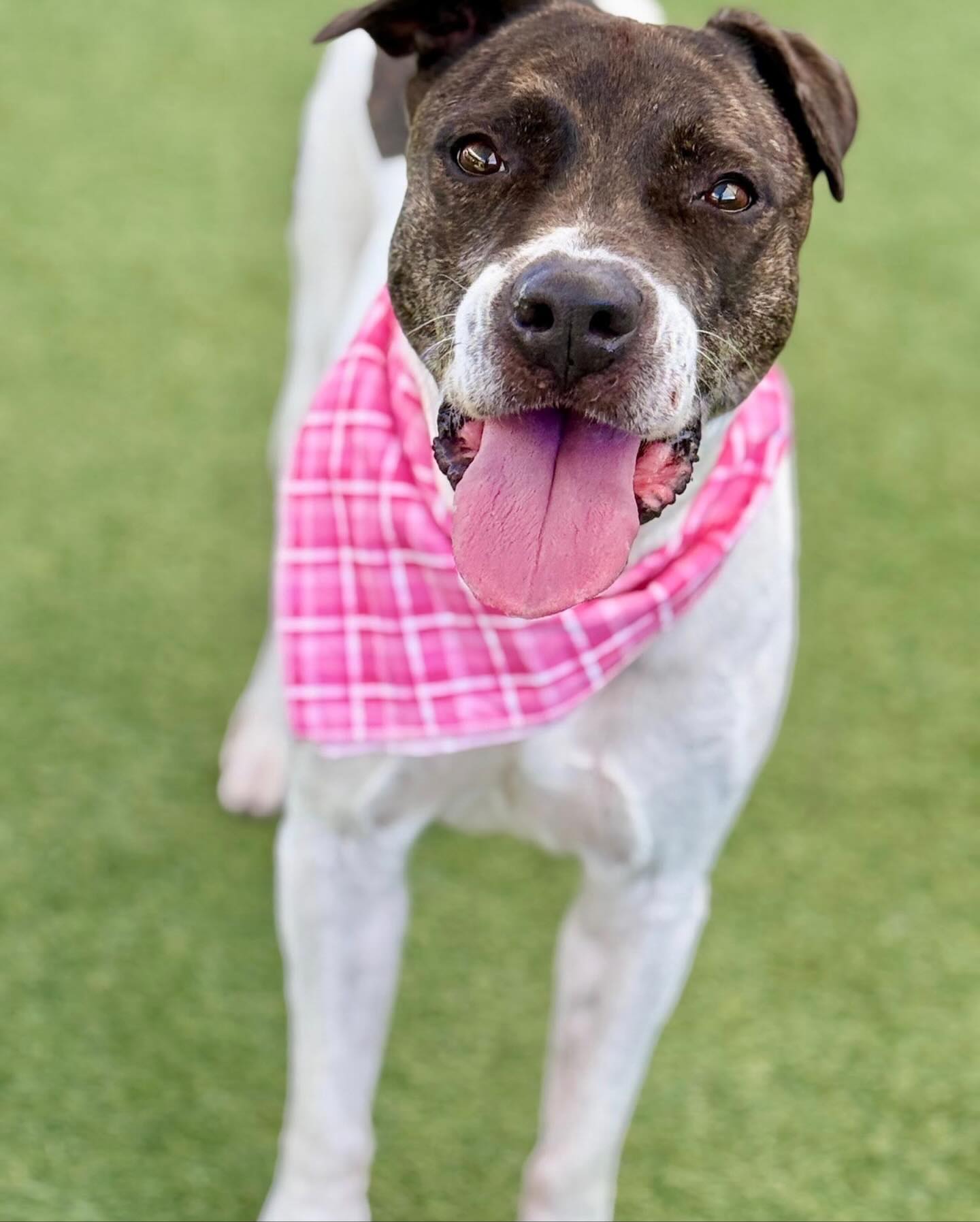 Just an Ordinary Girl… Waiting for an Extraordinary Family
Did you see Kiara on @fox4news The Ten this morning? Kiara is 8½ years young and has been with us since April 2025, far too long for a dog with a heart this tender and a spirit this bright. She was found abandoned outside our shelter, tied to a parking sign pole, and left behind. That moment could have defined her, but Kiara chose joy instead. She has met every new day with hope, sweetness, and the most contagious smile.
Despite being overlooked for not being “small” or “fluffy,” Kiara is the dog everyone at the shelter gravitates toward. She has the happy bounce of a younger pup, a calm confidence that comes with age, and an easygoing personality that makes her a favorite among staff and volunteers.
Kiara loves other dogs and adores every human she meets. She shines in playgroups, romping with younger dogs, matching energy when needed, and knowing exactly when it’s time to take a break. A meet-and-greet is always recommended for families with resident dogs. She also seems to follow the shelter potty routine well, making her a steady, house-ready companion without the chaos of puppy training.
On Doggy Day Outs, Kiara has been a total star. She rides beautifully in the car, lounges politely at coffee shops, relaxes during football games, and enjoys backyard time and pool splashes. She takes life in stride, gentle and grateful for every moment.
Kiara does have one non-negotiable: no cats. She thinks chasing them is a sport, so a feline-free home is best.
This “ordinary” girl is anything but. She’s warm, loyal, loving, and ready to make someone’s holiday season feel full again. Kiara is also available through Foster-to-Adopt, giving you the chance to welcome her home and see how naturally she fits into family life.
She’s waited with patience. She’s loved us wholeheartedly. Now she needs someone to choose her, who will not abandon her and love her endlessly.
Kiara is available for adoption through the Humane Society of North Texas Keller Regional Adoption Center 330 Rufe Snow Dr Keller TX 76248.
#hsnt #adopthsnt #adoptkiara #fox4 #theten #keller #adoptdontshop