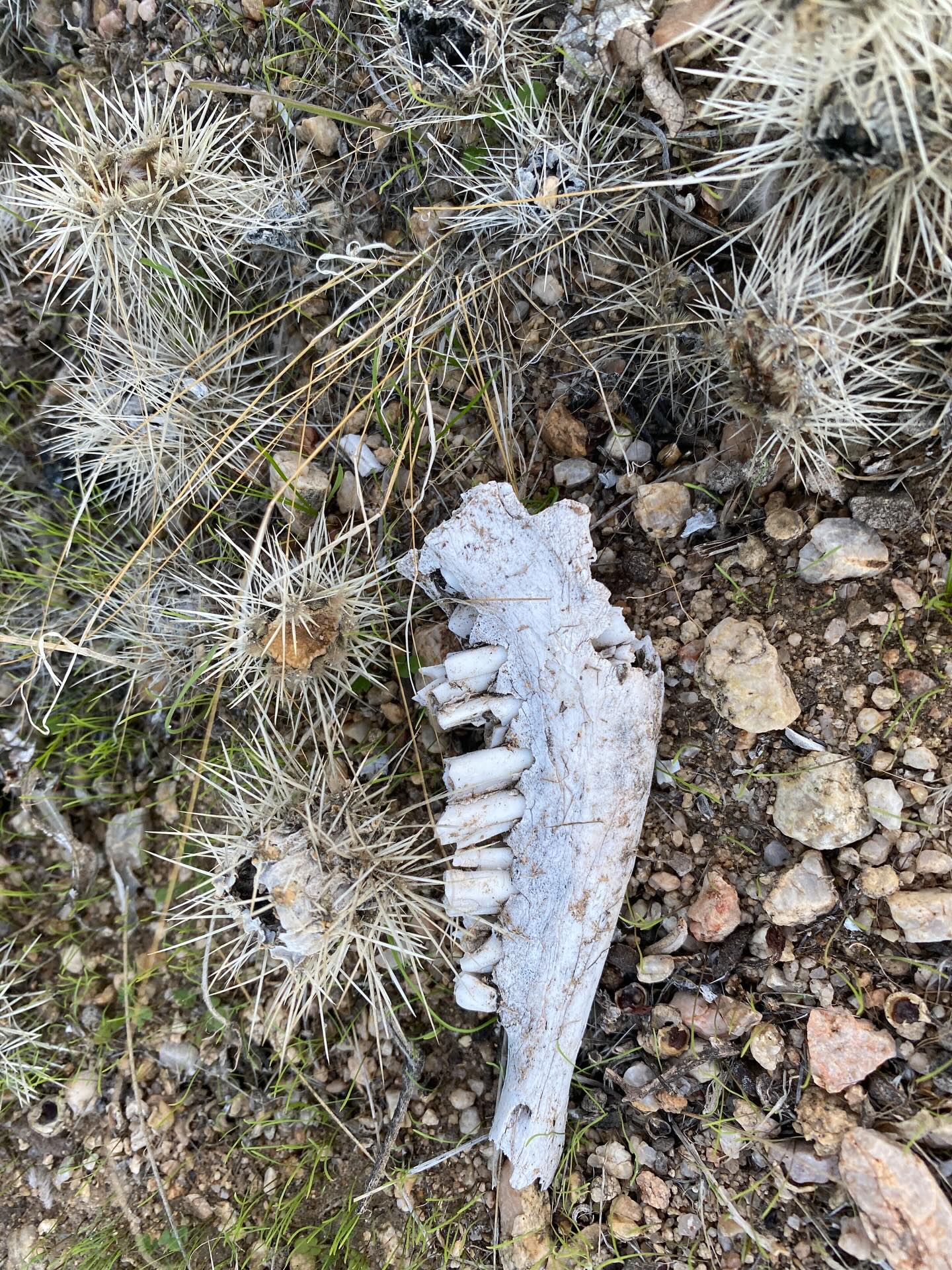 Some of the bones 🦴 I came across this afternoon on our land.
# joshuatree #mojavedesert #mojave #bones #desertlife