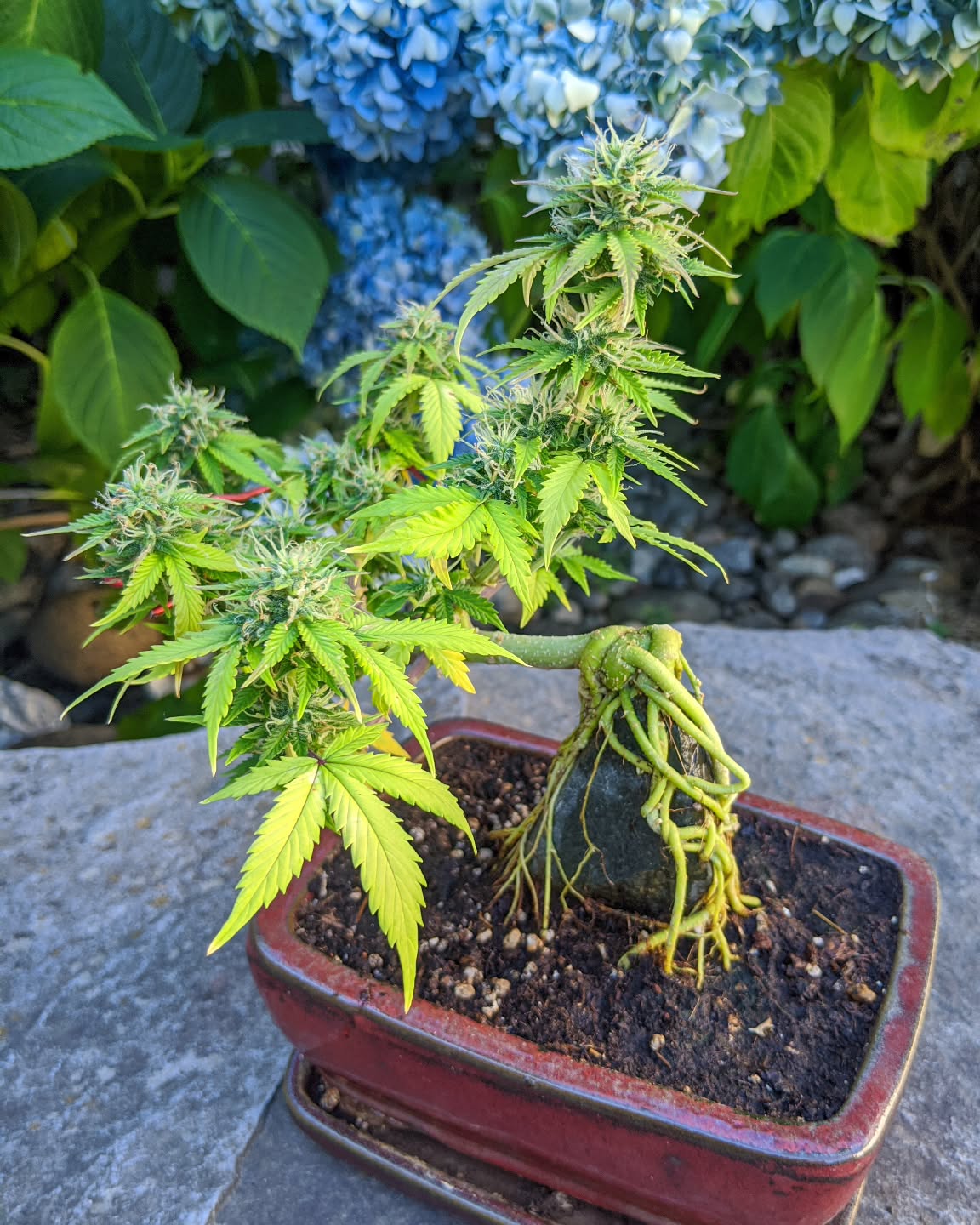 In traditional bonsai, a pot isn’t just a container, it’s part of the design, influencing balance, root health, and the overall feel of the tree. Cannabis responds the same way. Over time, certain pots just prove themselves, producing healthy roots and consistent structure across multiple grows. Cannabonsai is about paying attention to those details, letting repetition refine the process, and watching how the plant adapts cycle after cycle. Same idea, new expression, every time.
Grown with trusted genetics from @_mephistogenetics. Use code cannabonsai at the link in bio for 10% off.