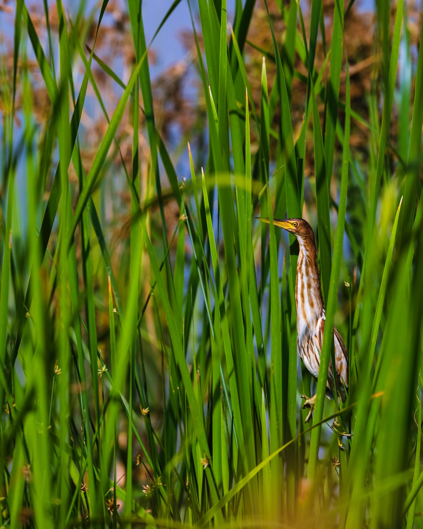 To appeal to the masses is to reduce oneself to something like a bottle of Coca Cola or a pair of trendy sneakers. Dispensable, forgettable, and easily replaceable. It is to dance to the discordant, ever-evolving rattle of the consumer machine. I much prefer grassroots, rebellious community; I’m extremely grateful for everyone here who appreciates my work. If you ever see my posts becoming popular, please unfollow me.
☆
Little Bittern
☆
#littlebittern #birdingkenya #birdsofeastafrica #travelafrica #kenya