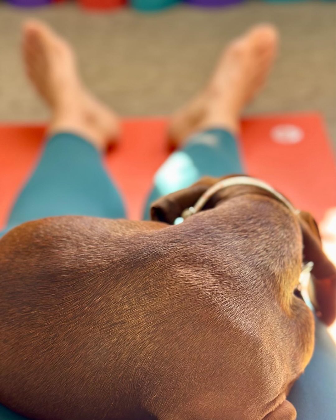 Practice sometimes looks like this 🐶
I get easily distracted and have always loved the structure of practicing in a studio. I still do.
But life gets full, especially this time of year. Between travel, the holidays, and shorter days, my yoga mat at home is my steady place to land.
I created the Whole Living Membership for moments like these, when showing up looks different but the intention stays the same.
Access the on-demand video library anytime and let your practice meet you where you are this season.
Explore the membership options and find the rhythm that fits your life with the link in bio.
Is this a membership promo or a puppy appreciation post? Maybe both???