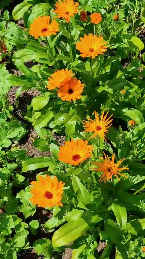 We're looking back on what we've grown in our first year at the allotment 👀
It's amazing to see how much produce we've enjoyed 🙌
It truly has enriched our lives and I can honestly say I'm healthier than I've ever been ❤ ✨
Highlights of the year:
- 3 hilarious falls into the pond
- Saving the blackbird that was trapped in my neighbours greenhouse
- Finding the 2 hidden composter bins
- Discovering we had a cherry tree
- Tomatoes, squash, sweetcorn and chillies have to be my favourite produce
It's been amazing!
Thank you to everyone who's come on the journey with us and supported us. As a small business, we literally couldn't do it without you ❤
We know we still don't get everything right, but we are working to improve all the time so I wanted to say we really appreciate your patience and understanding when things do go wrong. I know I say it all the time, but it's because it's true...
We have the BEST customers ❤
I can't wait to start another year of growing with you all 😁🌱
#allotmentlove #allotmentlife #gyo #growyourown #allotmentuk #organicgardening