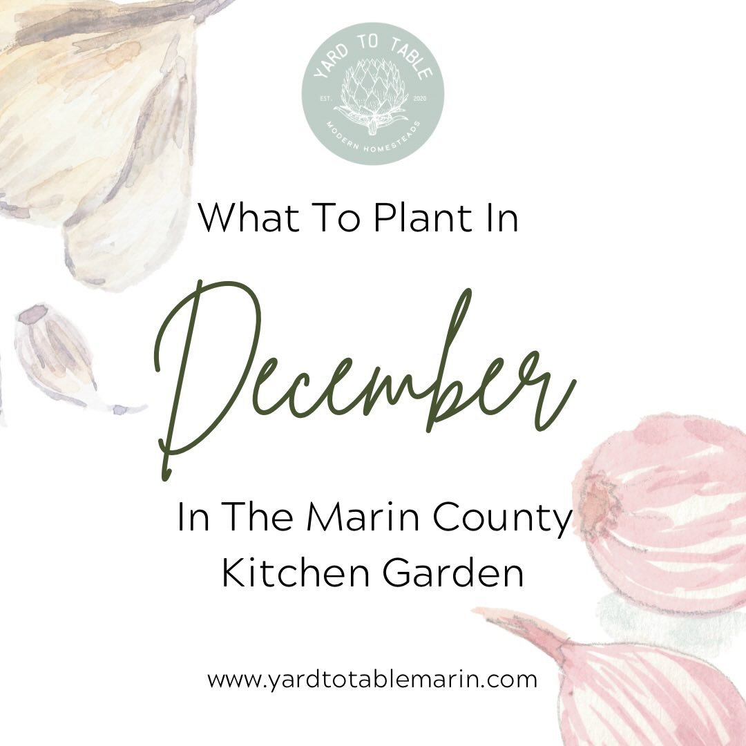 It is December and the kitchen garden is slowing down a bit, but it’s still growing and thriving in our temperate Marin climate. Continue harvesting all of the cool season veggies you have already planted and you can still add some seeds and plant starts into the spaces in your garden this month. There is still time to plant garlic in your garden and you can also start some alliums from seed indoors as well.
We are busy maintaining kitchen gardens across Marin and we are also starting our design consultations for 2026 garden installations! Yay! If you are thinking about adding a kitchen garden to your Marin County property now is the time to start dreaming and planning for the warmer months to come. Reach out to learn more!