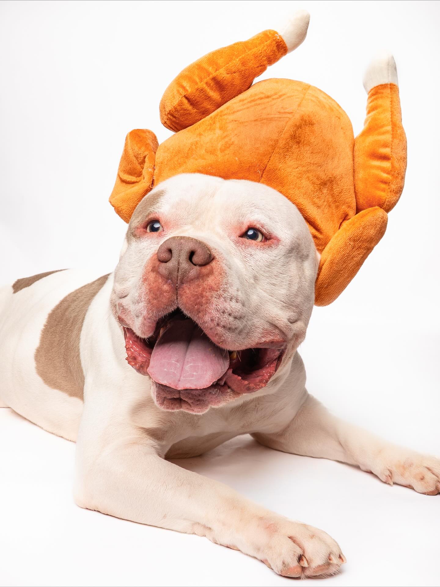 🦃Gobble gobble… your new best fur-key is waiting!
Thanksgiving week is here — swing by our offsite adoption event and meet your future family member (turkey hats not included 😂):
📍 @petsmart Montgomery Plaza
🕙 10 AM – 3 PM
ADOPT, don’t shop, and make this Thanksgiving a little extra thankful.
LINK IN BIO
#HSNT #RescueLove #doglover #iadopted #puppylove #petsmart #petsmartcharities #petsmartadoptions #TurkeyTuesday #AdoptDontShop #HumaneSocietyOfNorth #ThankfulForRescues