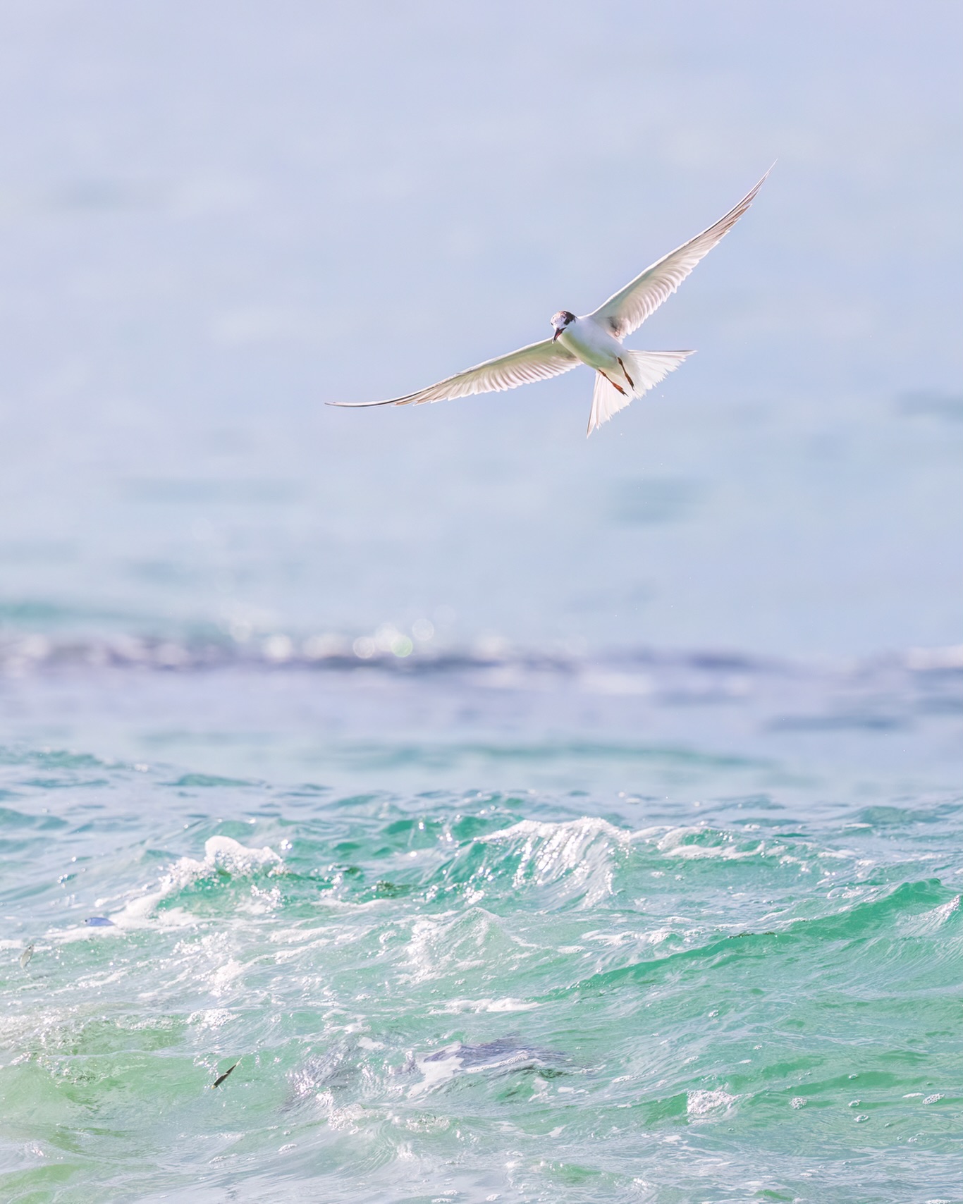 Waters of the Caribbean Sea are forecast to soon become choppy. The seeds of violence have long been sown; our constant exposure to atrocity has made us apathetic. Leaders are lying through their thieving teeth, far more is at stake than we realize.
☆
Common Tern
☆
#birds #commontern #sterna #travel #trinidadandtobago