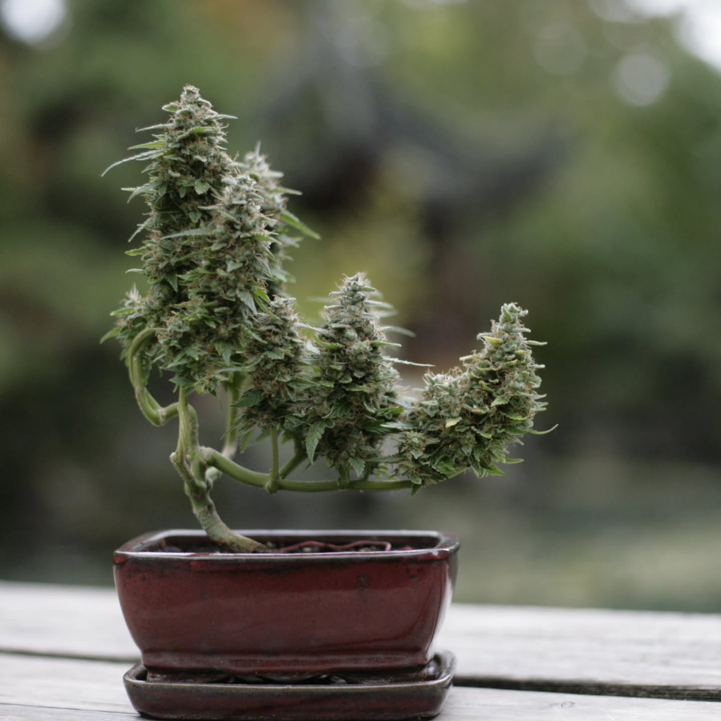 I still remember the feeling of watching that first plant take off, how every new leaf felt like a small victory, how every mistake taught me more than any guide ever could. I didn’t know it then, but that little plant was the beginning of a whole new chapter. It showed me what patience could create, what curiosity could uncover, and what passion looks like in real time. Everything I’ve learned, everything I’ve built, all the growth that’s happened since… it all roots back to that first moment I decided to try.
Honoring the start, and grateful to keep growing forward with @_mephistogenetics. Use cannabonsai at the link in bio for 10% off