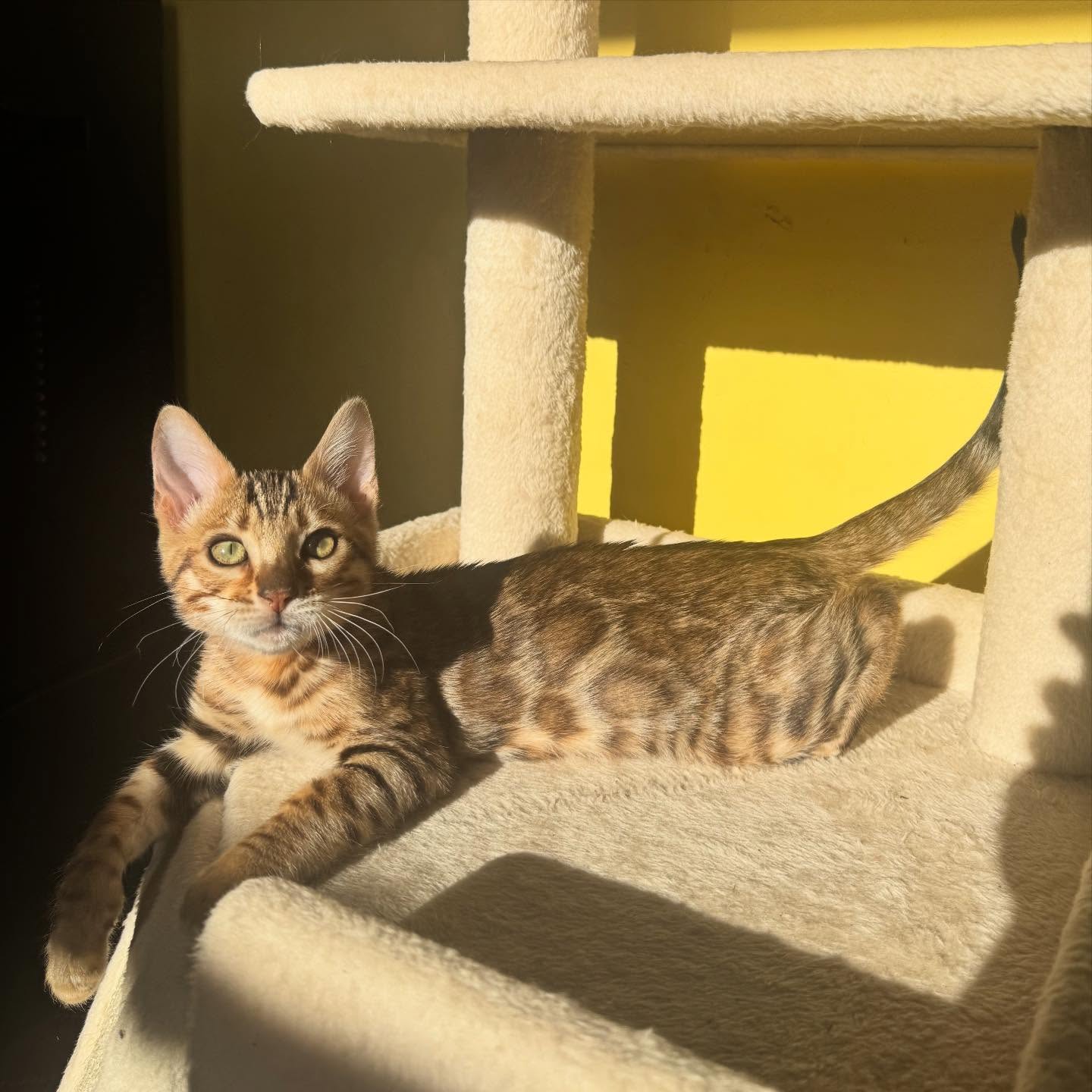 Happy SUNday ☀️
•
•
•
#bengal #bengalcat #bengalkitten #bengalbreeder #tica